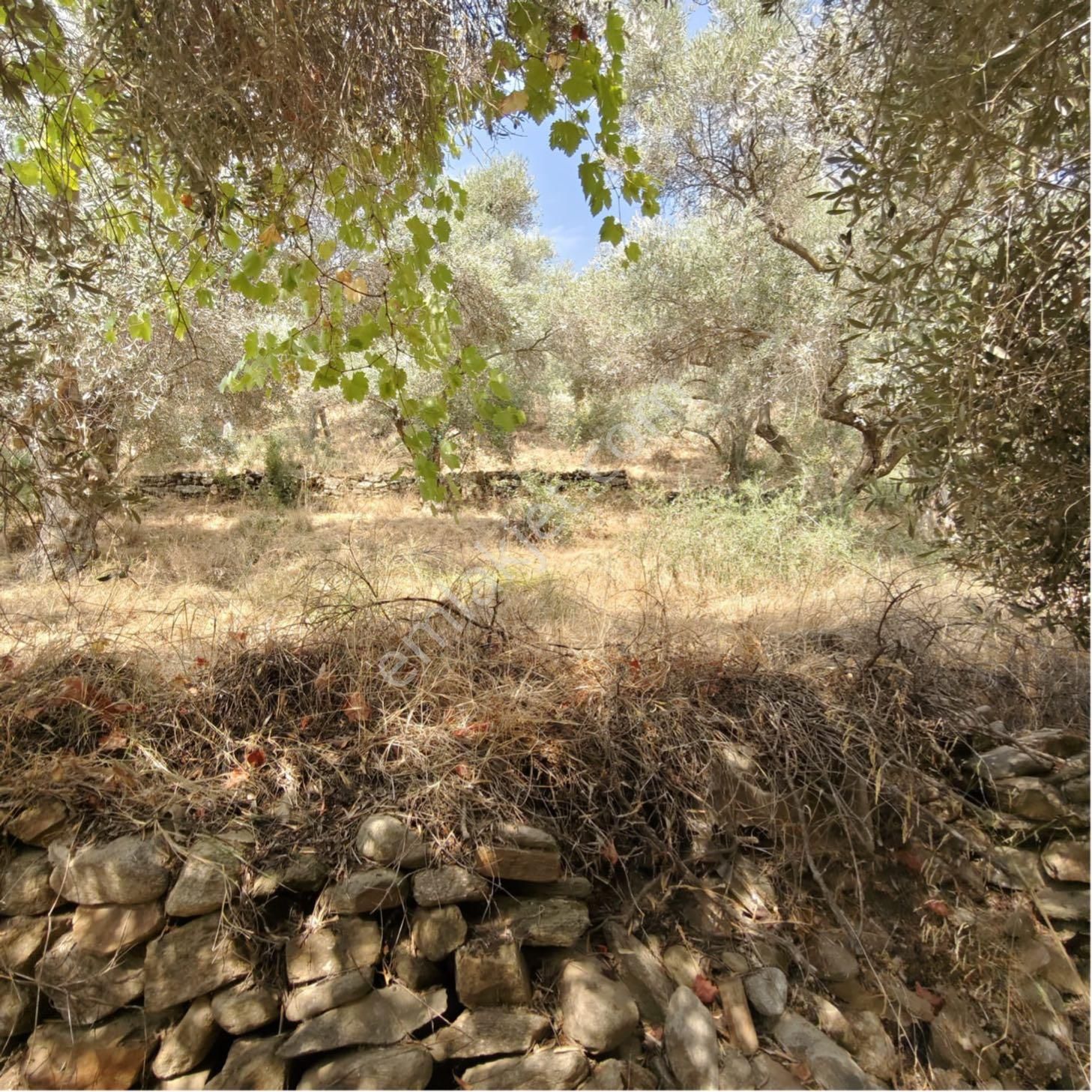 🌿 Nazilli Ve Yenipazar’a Yakın Konumda – Donduran Köyünde Fırsat Arazi! 📍 - Görsel 10