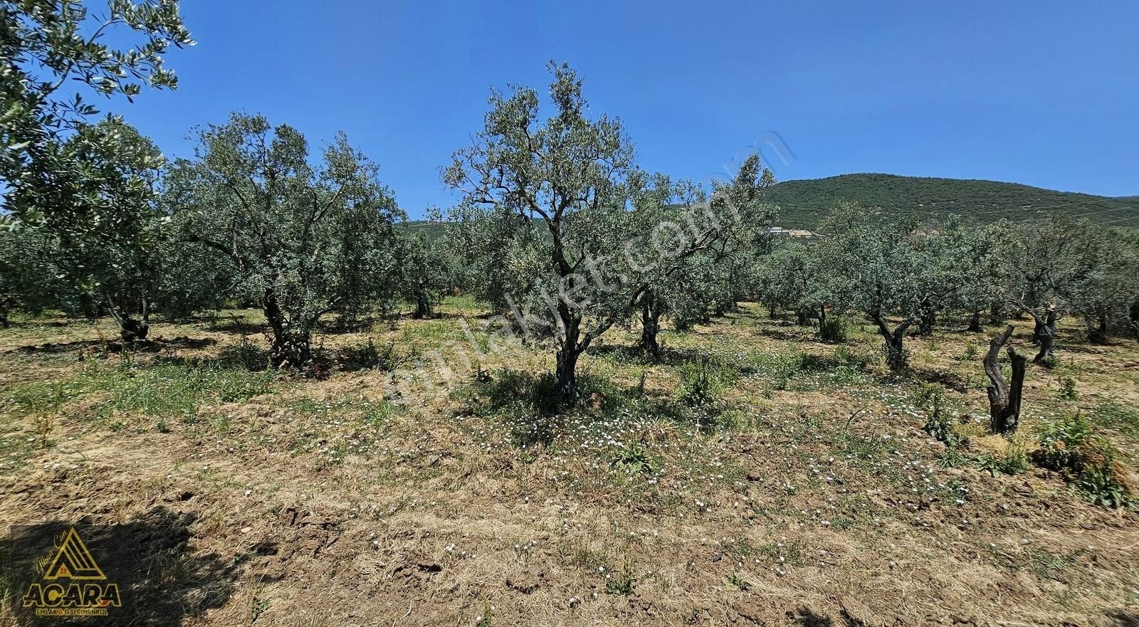 Acara'dan Orhangazi Üreğil'de / 2,925m² Harika Bakımlı Zeytinlik - Görsel 31