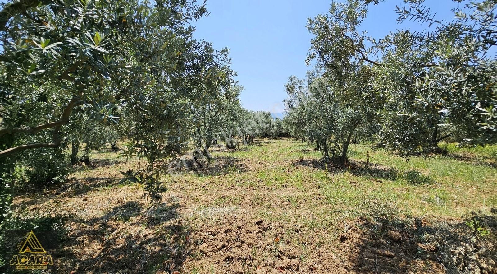 Acara'dan Orhangazi Üreğil'de / 2,925m² Harika Bakımlı Zeytinlik - Görsel 27