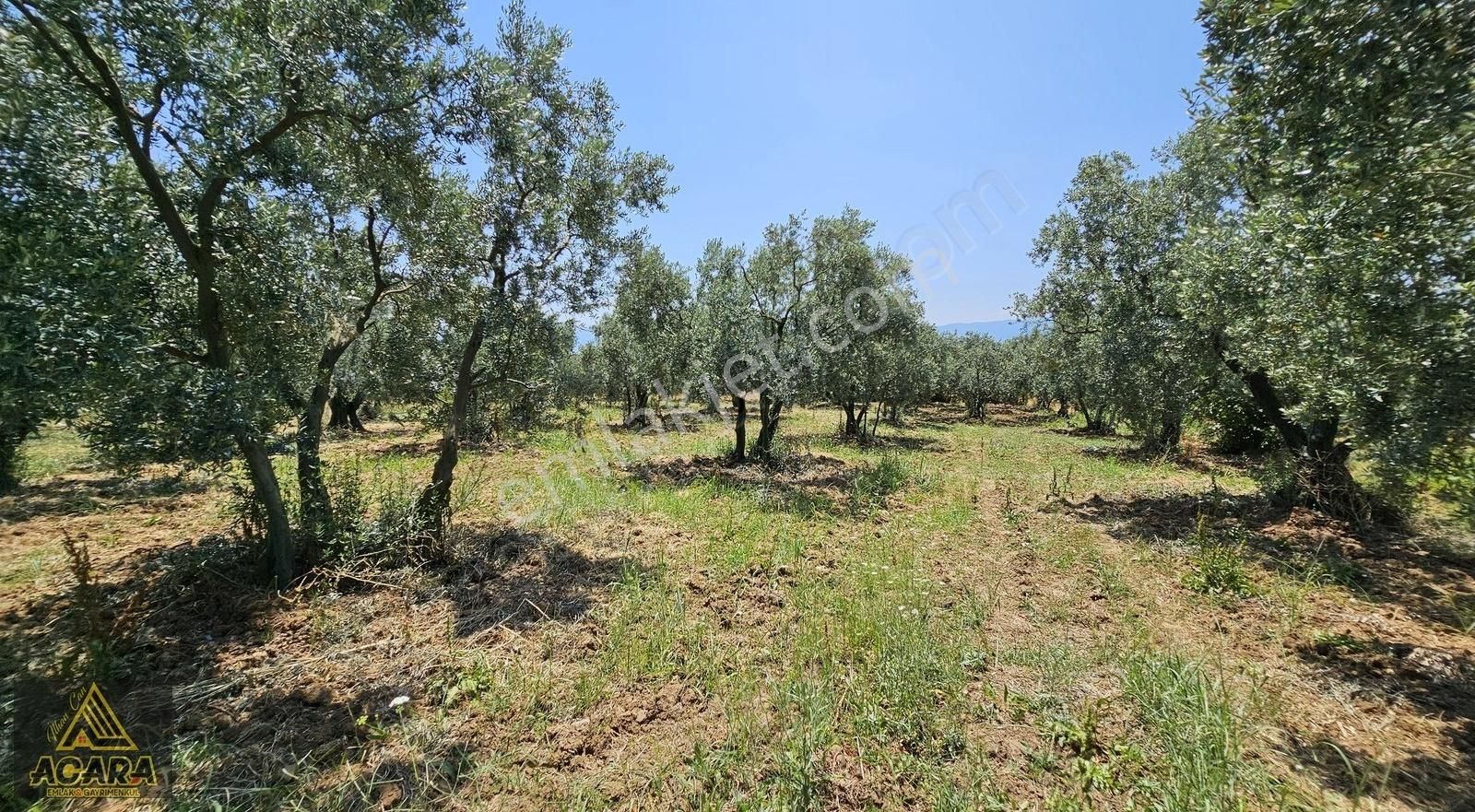 Acara'dan Orhangazi Üreğil'de / 2,925m² Harika Bakımlı Zeytinlik - Görsel 26