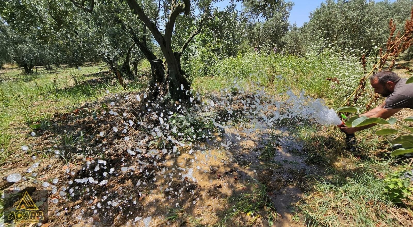 Acara'dan Orhangazi Üreğil'de / 2,925m² Harika Bakımlı Zeytinlik - Görsel 13
