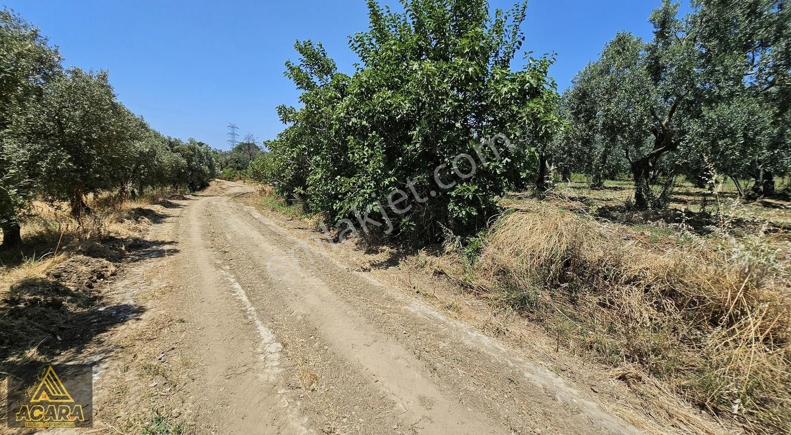 Acara'dan Orhangazi Üreğil'de / 2,925m² Harika Bakımlı Zeytinlik