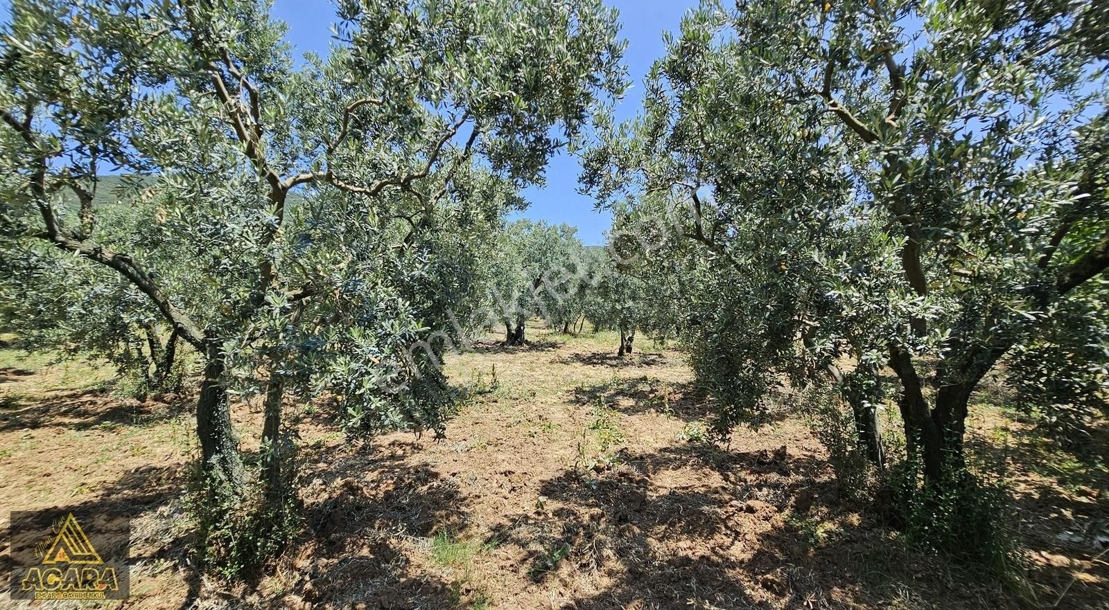 Acara'dan Orhangazi Üreğil'de / 2,925m² Harika Bakımlı Zeytinlik - Görsel 4