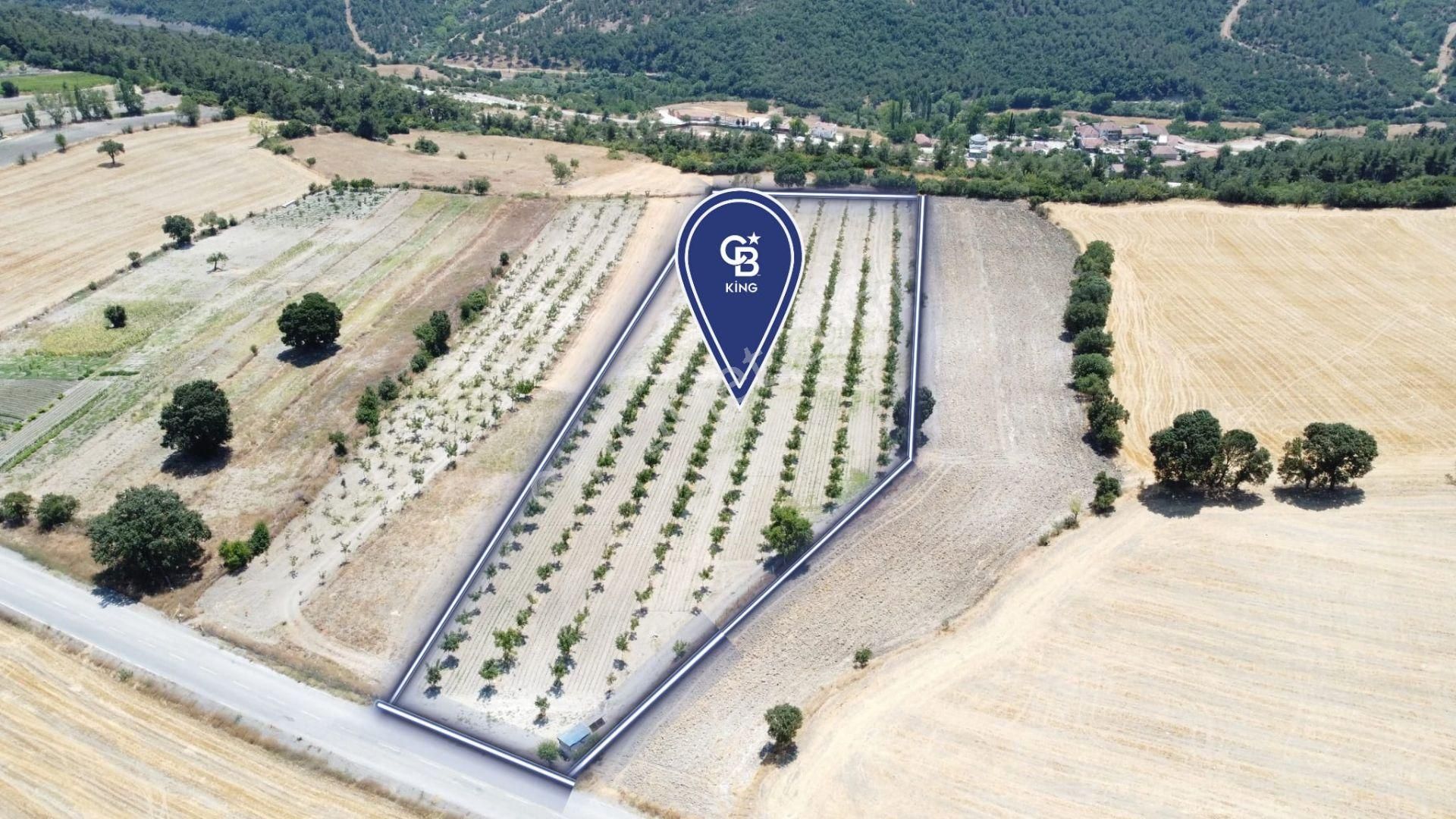 Cb King'den Pamukçu Da Merkeze 15dk Satılık Ceviz Bahçesi