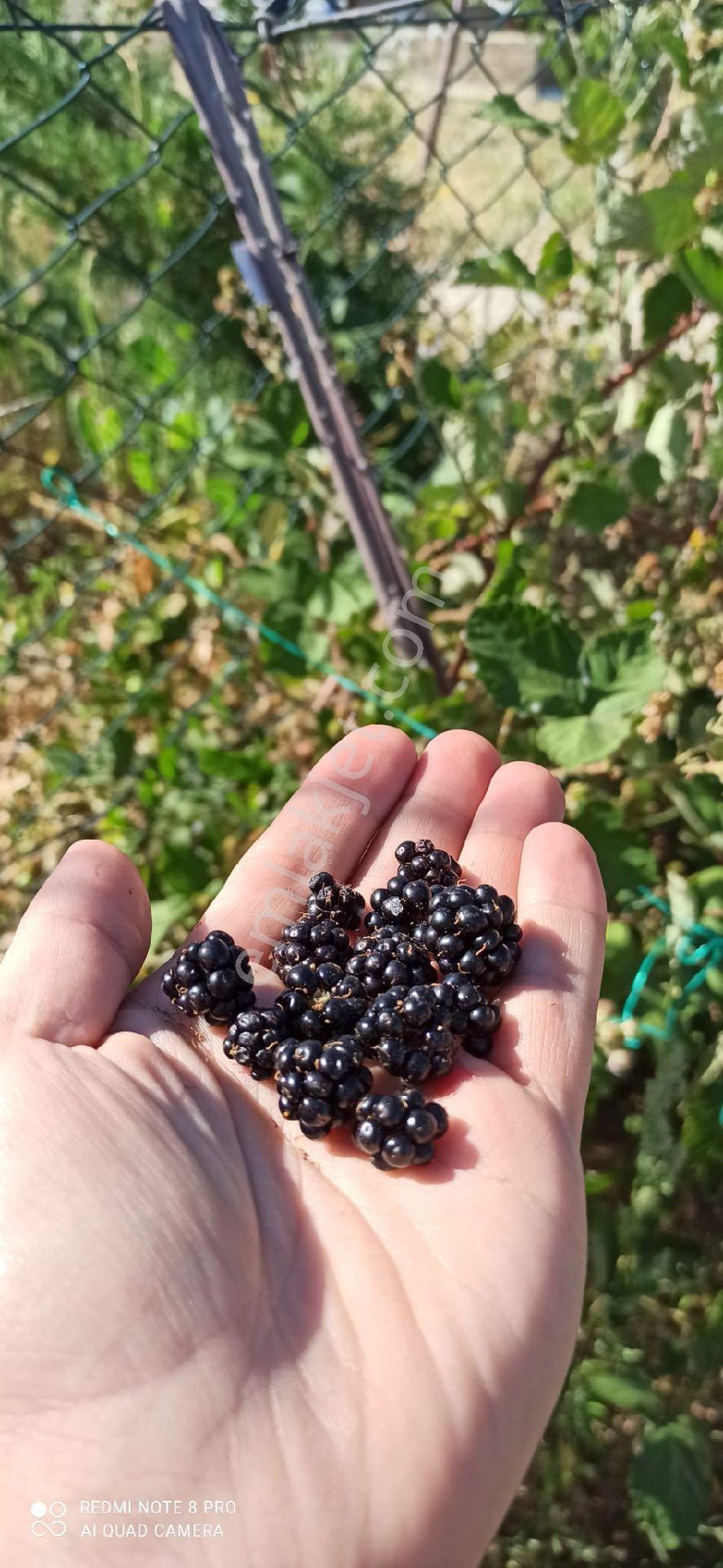 Sızma Fevziçakmak Mah.mollabağları Mevkii 575 M2 Bağ - Görsel 23