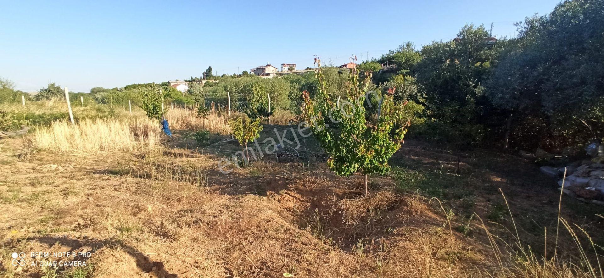 Sızma Fevziçakmak Mah.mollabağları Mevkii 575 M2 Bağ - Görsel 17