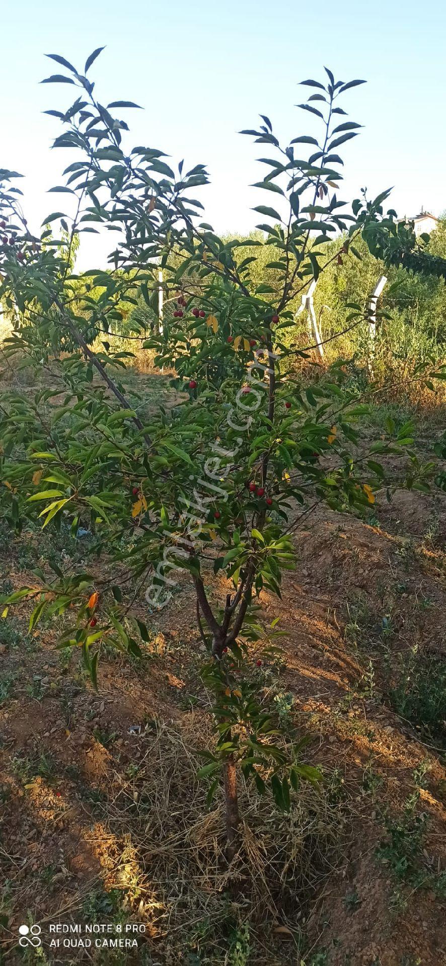 Sızma Fevziçakmak Mah.mollabağları Mevkii 575 M2 Bağ - Görsel 15