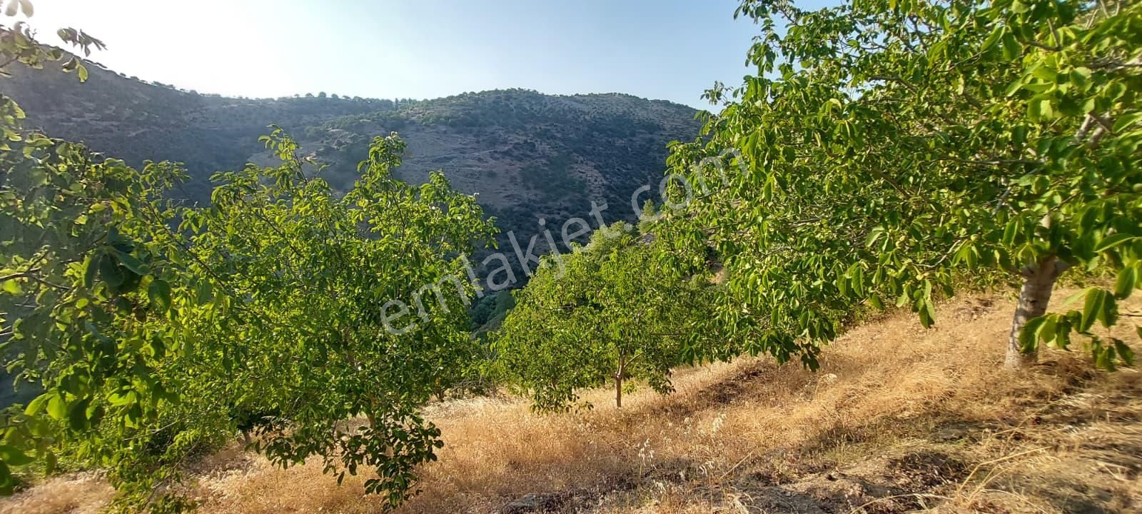 İzmir Tire Dağdere Mahallesi'nde Satılık Ceviz Bahçesi - Görsel 6