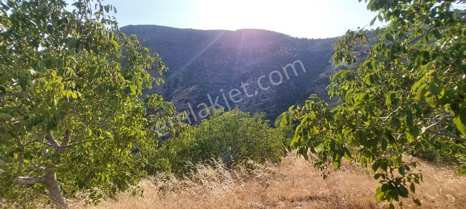İzmir Tire Dağdere Mahallesi'nde Satılık Ceviz Bahçesi - Görsel 16