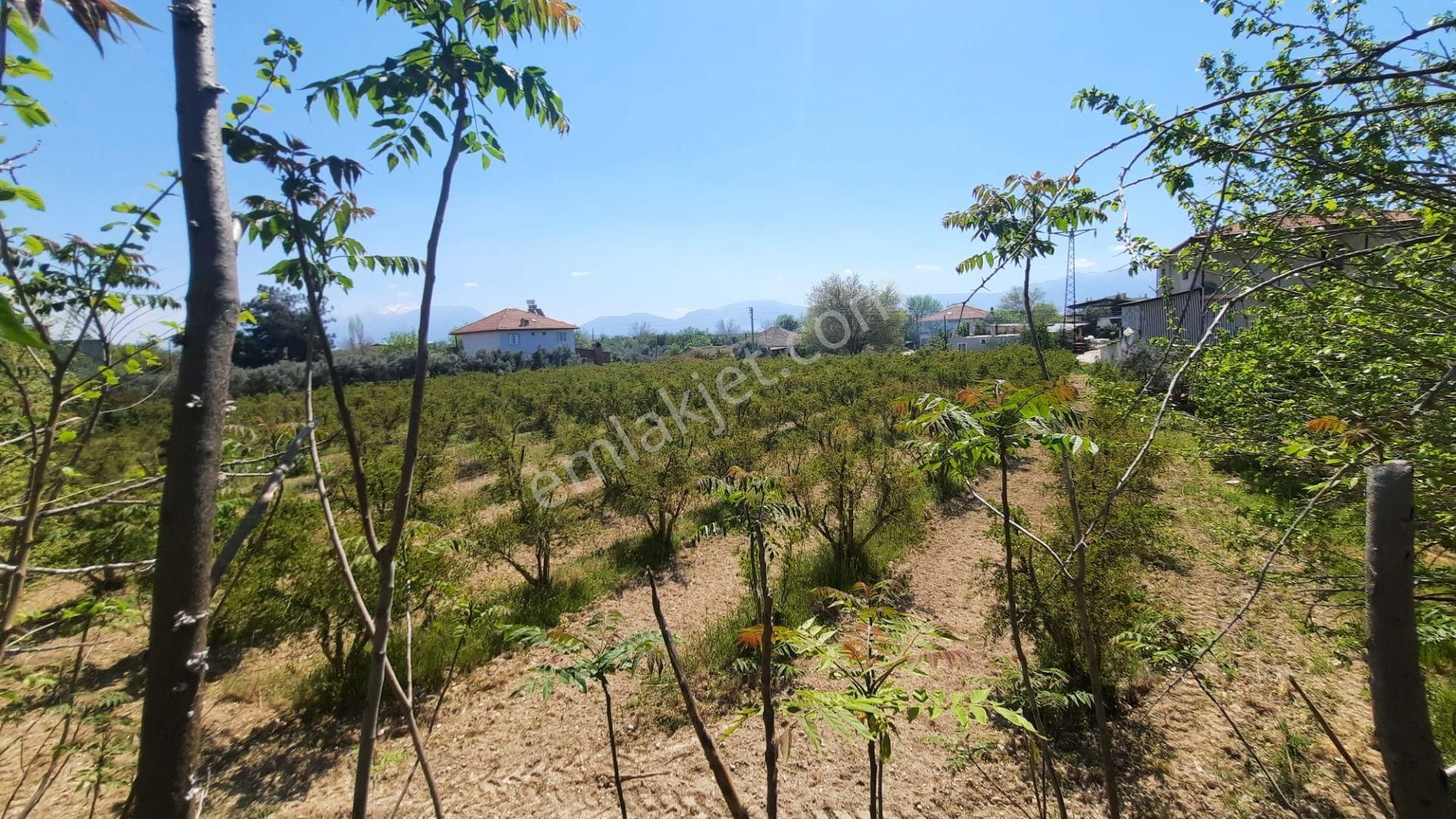 Lobby Fortisten Pamukkale Yeniköyde Satılık 5.412 M2 Nar Bahçesi - Görsel 14