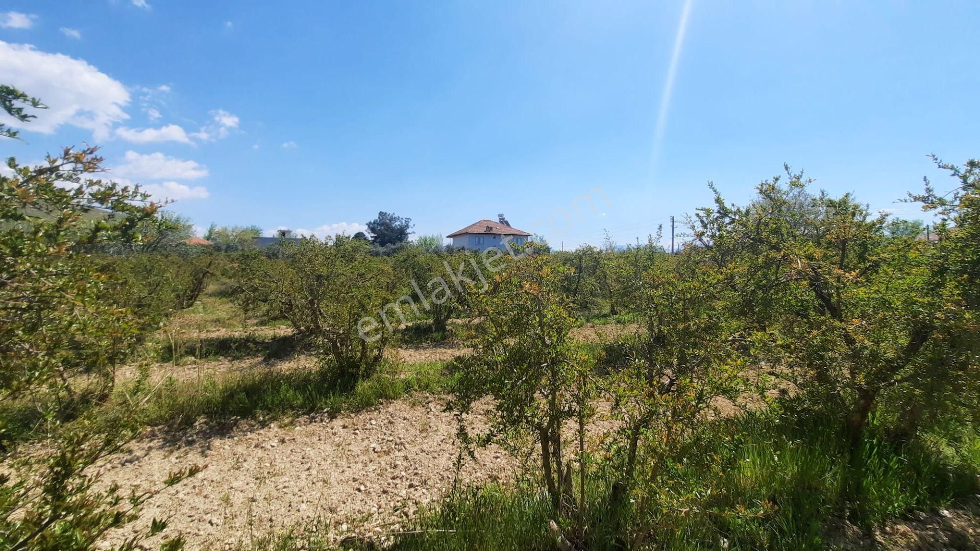 Lobby Fortisten Pamukkale Yeniköyde Satılık 5.412 M2 Nar Bahçesi - Görsel 16