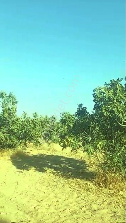 🌳 Germencik Ömerbeyli İncir Bahçesi - Görsel 5