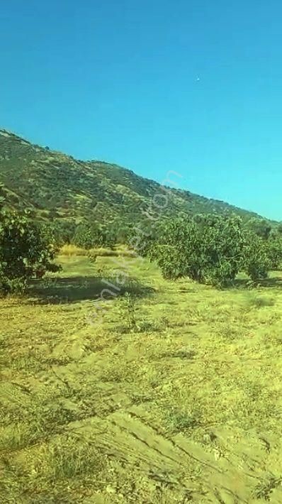 🌳 Germencik Ömerbeyli İncir Bahçesi - Görsel 6