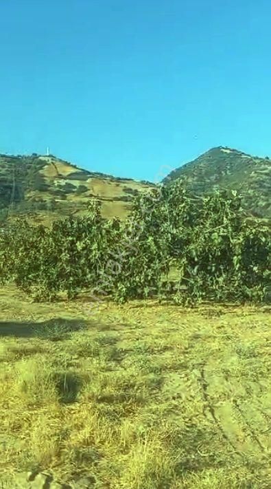 🌳 Germencik Ömerbeyli İncir Bahçesi - Görsel 7