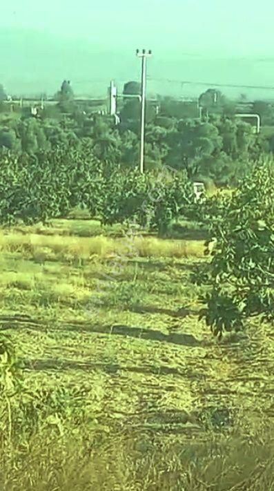 🌳 Germencik Ömerbeyli İncir Bahçesi - Görsel 10