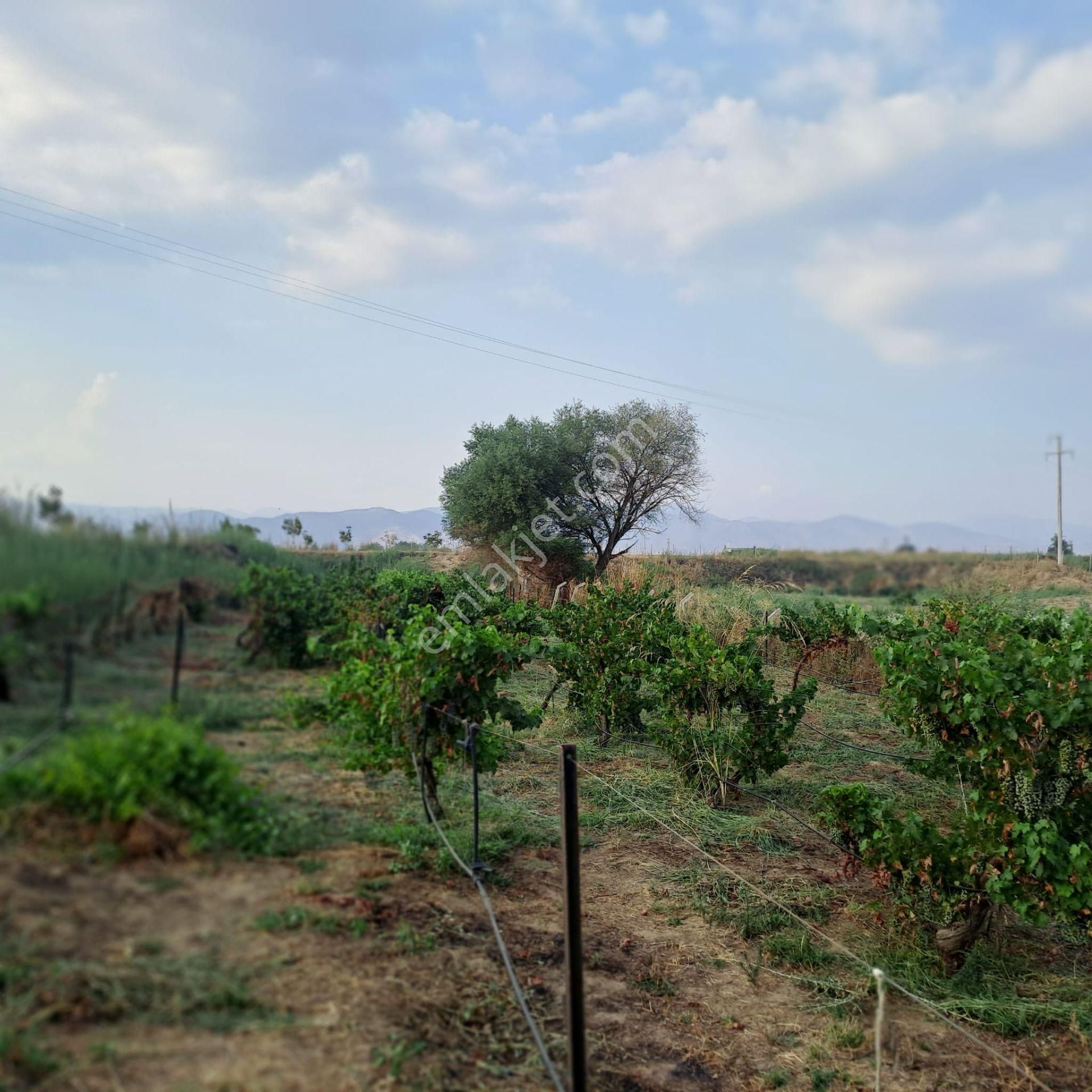 İzmir Tire Eskioba’da Yatırıma Uygun 64 Dönüm Satılık Arazi – Quantum Real Estate Güvencesiyle! - Görsel 21