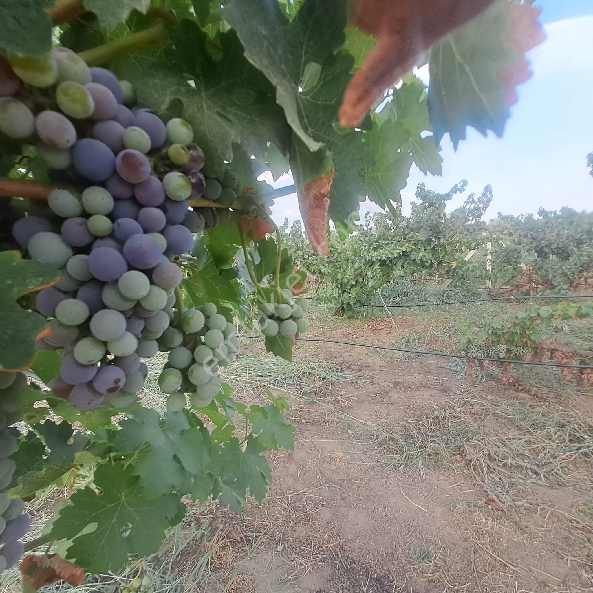 İzmir Tire Eskioba’da Yatırıma Uygun 64 Dönüm Satılık Arazi – Quantum Real Estate Güvencesiyle! - Görsel 11