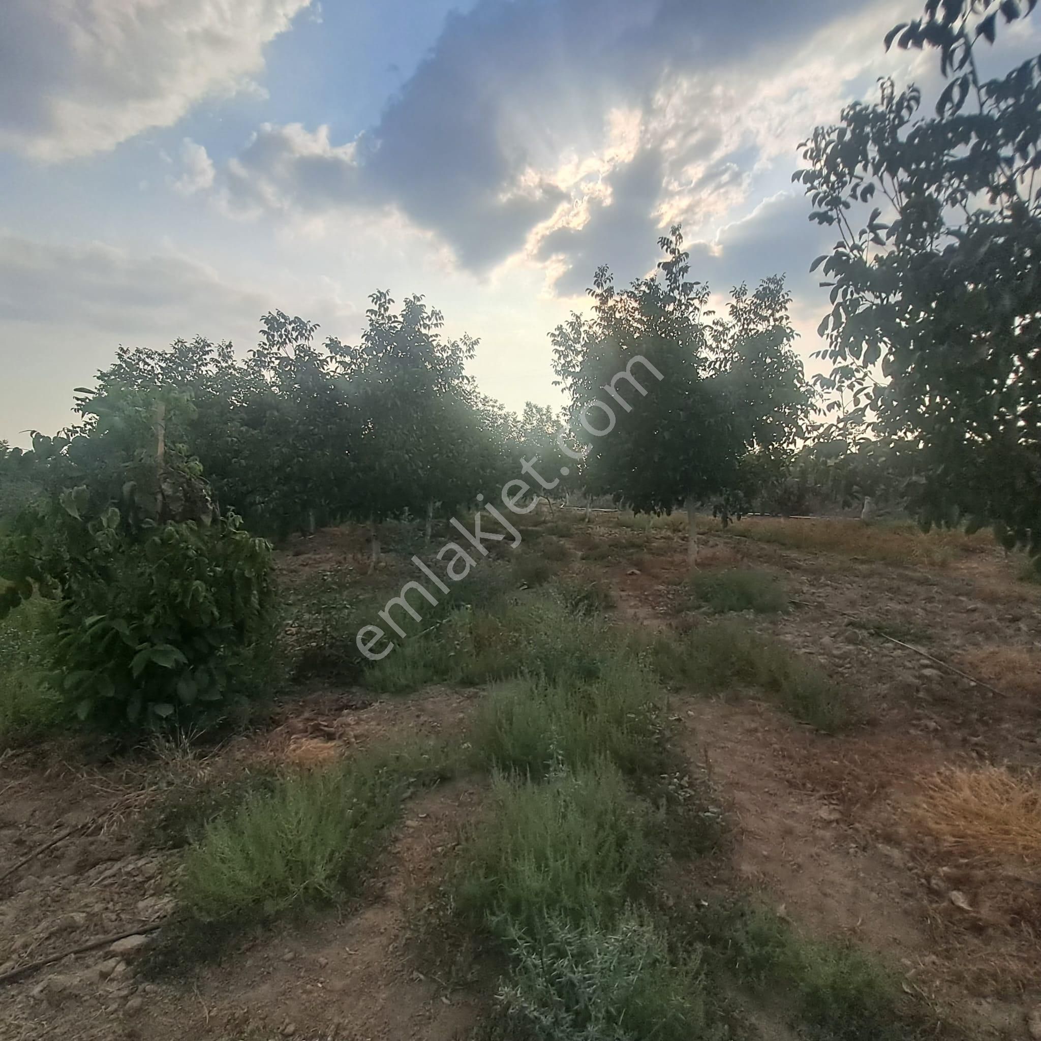 İzmir Tire Eskioba’da Yatırıma Uygun 64 Dönüm Satılık Arazi – Quantum Real Estate Güvencesiyle! - Görsel 23