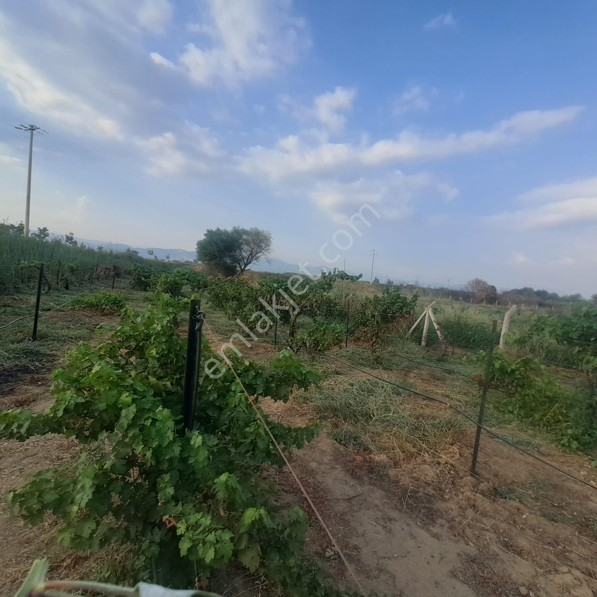 İzmir Tire Eskioba’da Yatırıma Uygun 64 Dönüm Satılık Arazi – Quantum Real Estate Güvencesiyle! - Görsel 18