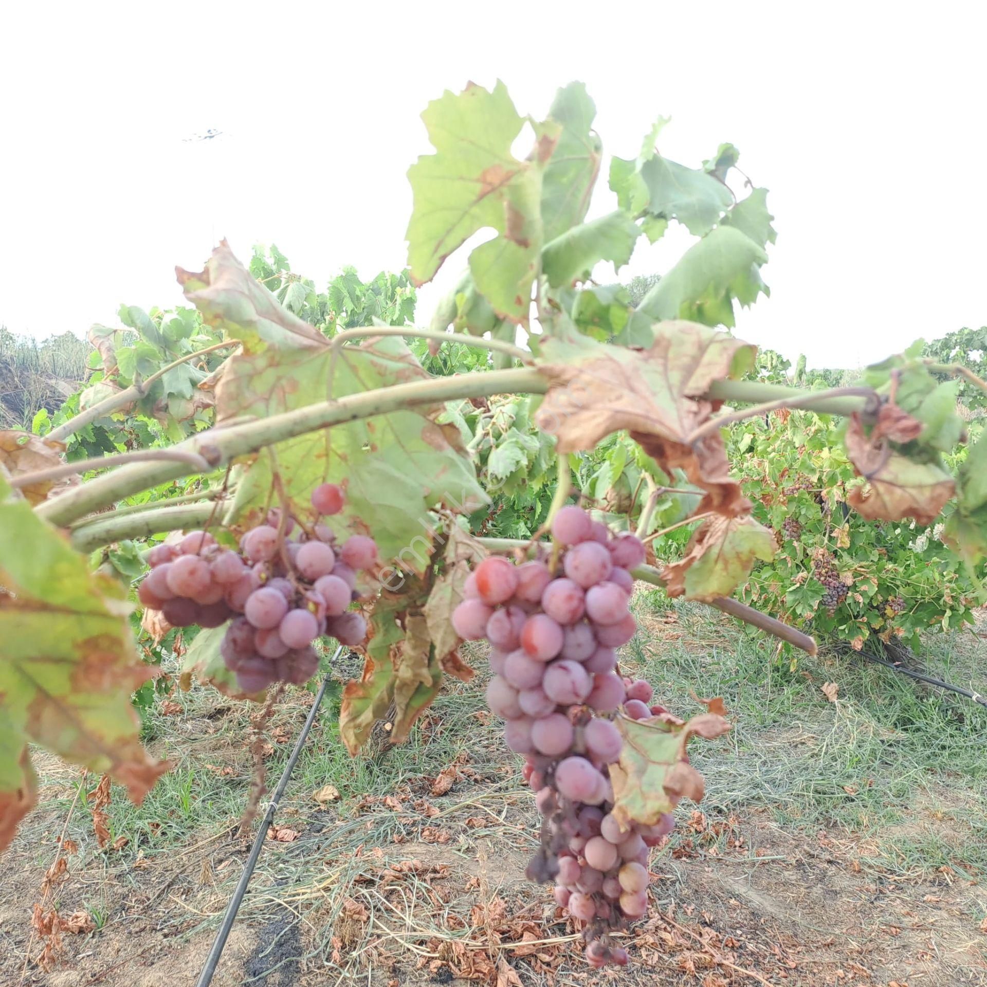 İzmir Tire Eskioba’da Yatırıma Uygun 64 Dönüm Satılık Arazi – Quantum Real Estate Güvencesiyle! - Görsel 6