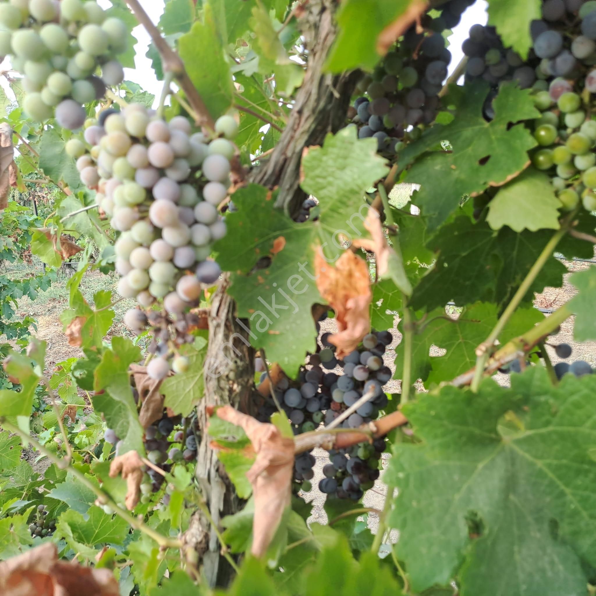 İzmir Tire Eskioba’da Yatırıma Uygun 64 Dönüm Satılık Arazi – Quantum Real Estate Güvencesiyle! - Görsel 17