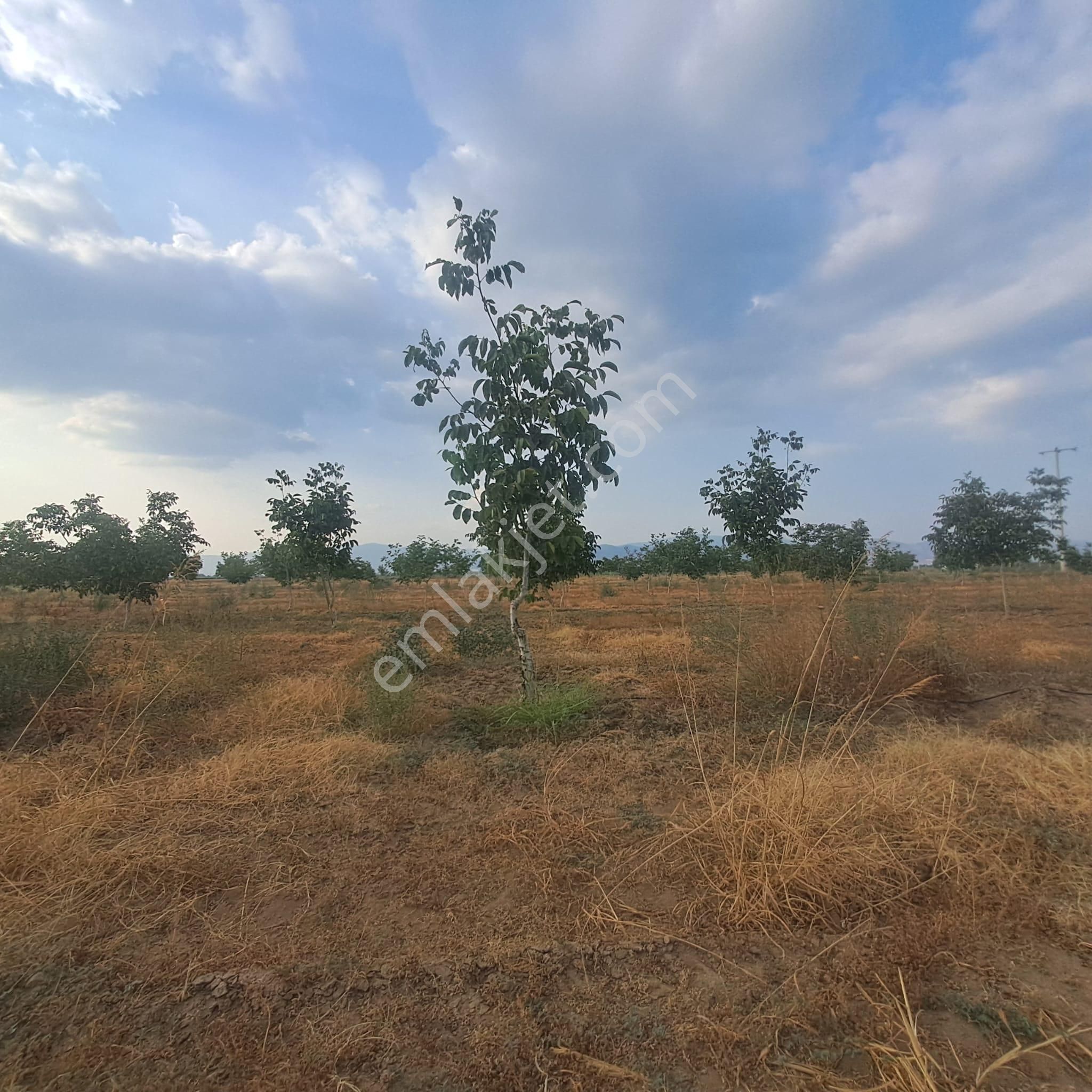 İzmir Tire Eskioba’da Yatırıma Uygun 64 Dönüm Satılık Arazi – Quantum Real Estate Güvencesiyle! - Görsel 20