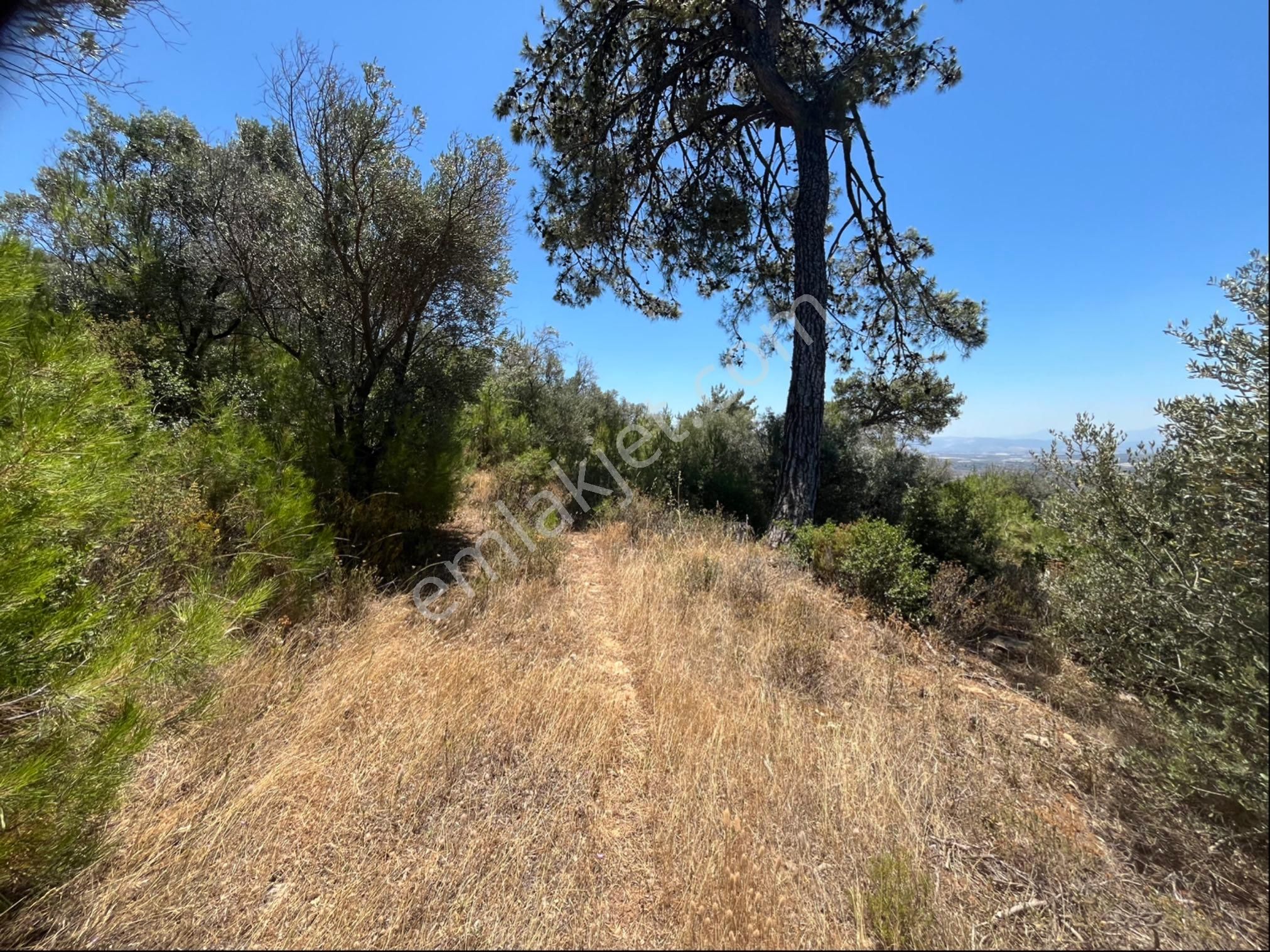 Torbalı Dirmil Mah 4902m2 Müstakil Parsel Satılık Zeytinlik - Görsel 20