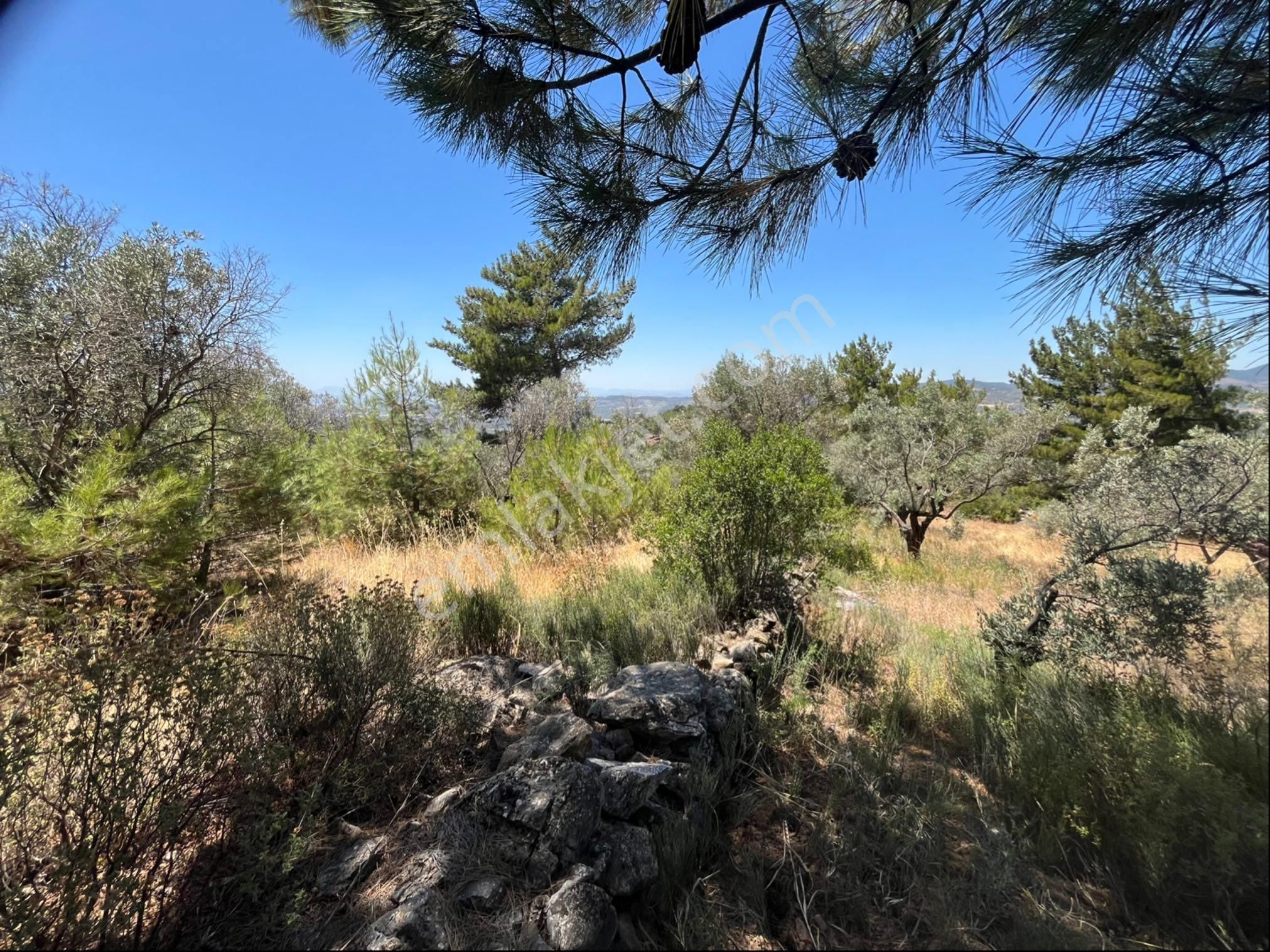 Torbalı Dirmil Mah 4902m2 Müstakil Parsel Satılık Zeytinlik - Görsel 28