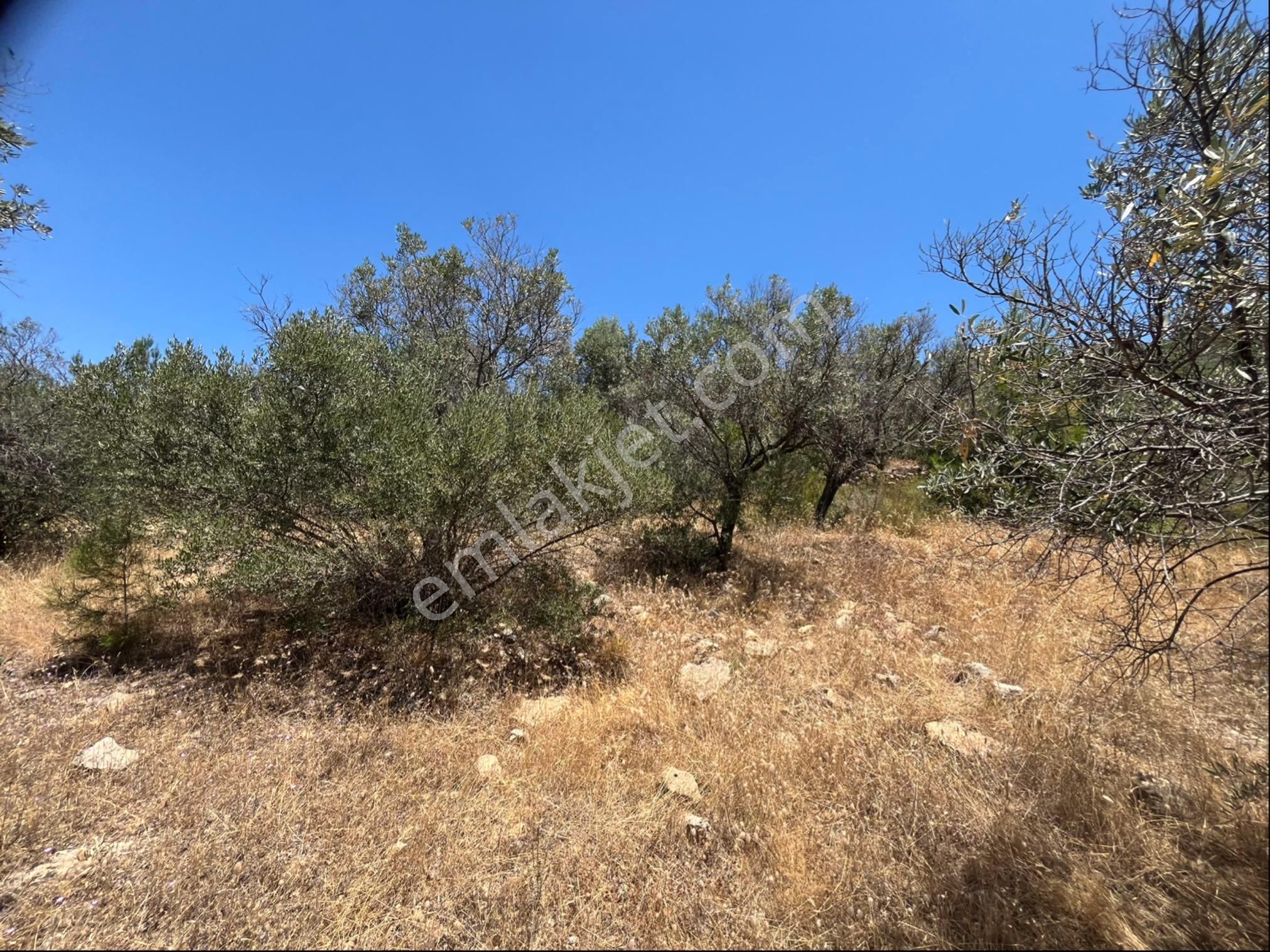 Torbalı Dirmil Mah 4902m2 Müstakil Parsel Satılık Zeytinlik - Görsel 29