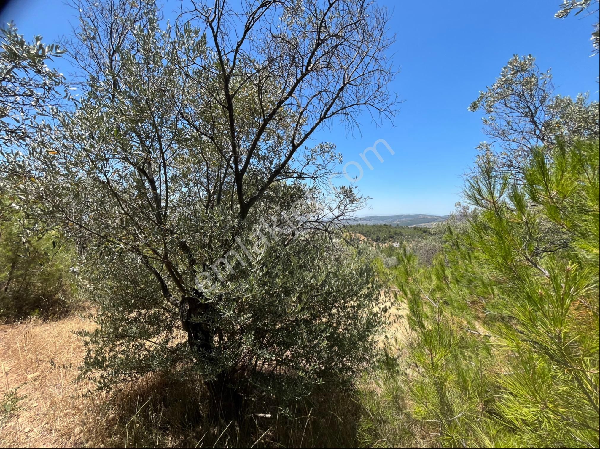 Torbalı Dirmil Mah 4902m2 Müstakil Parsel Satılık Zeytinlik - Görsel 21