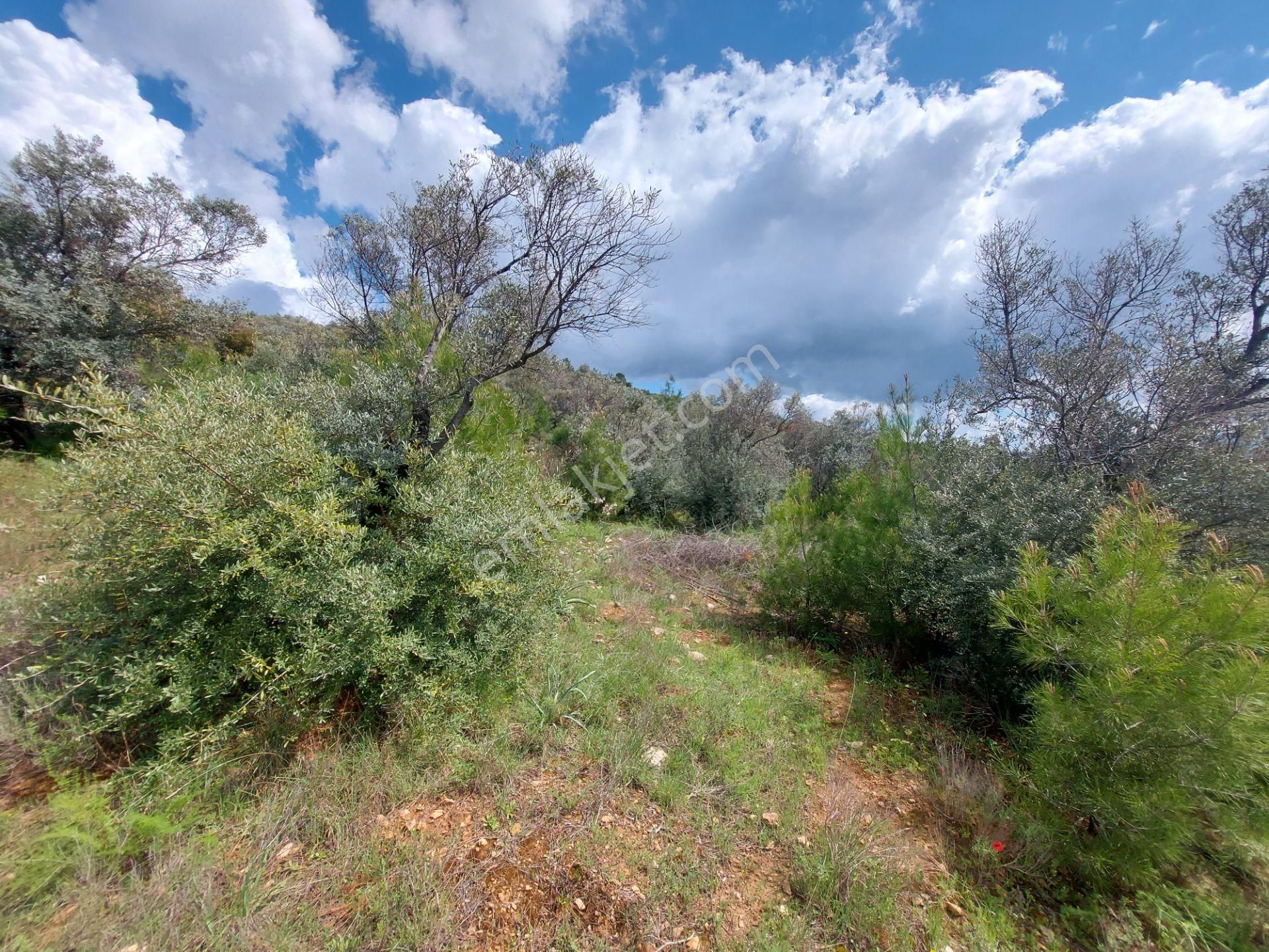 Torbalı Dirmil Mah 4902m2 Müstakil Parsel Satılık Zeytinlik - Görsel 4