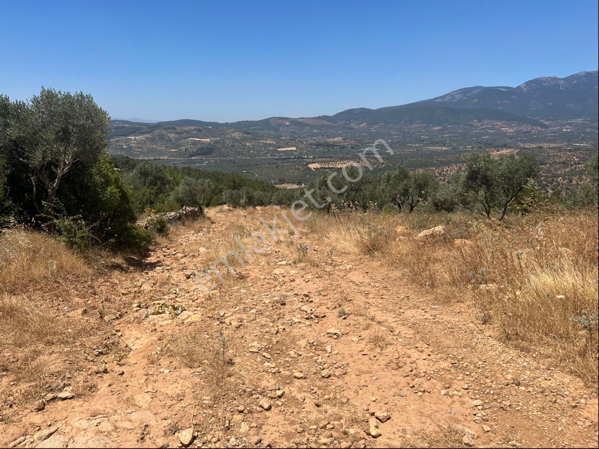 Torbalı Dirmil Mah 4902m2 Müstakil Parsel Satılık Zeytinlik - Görsel 16