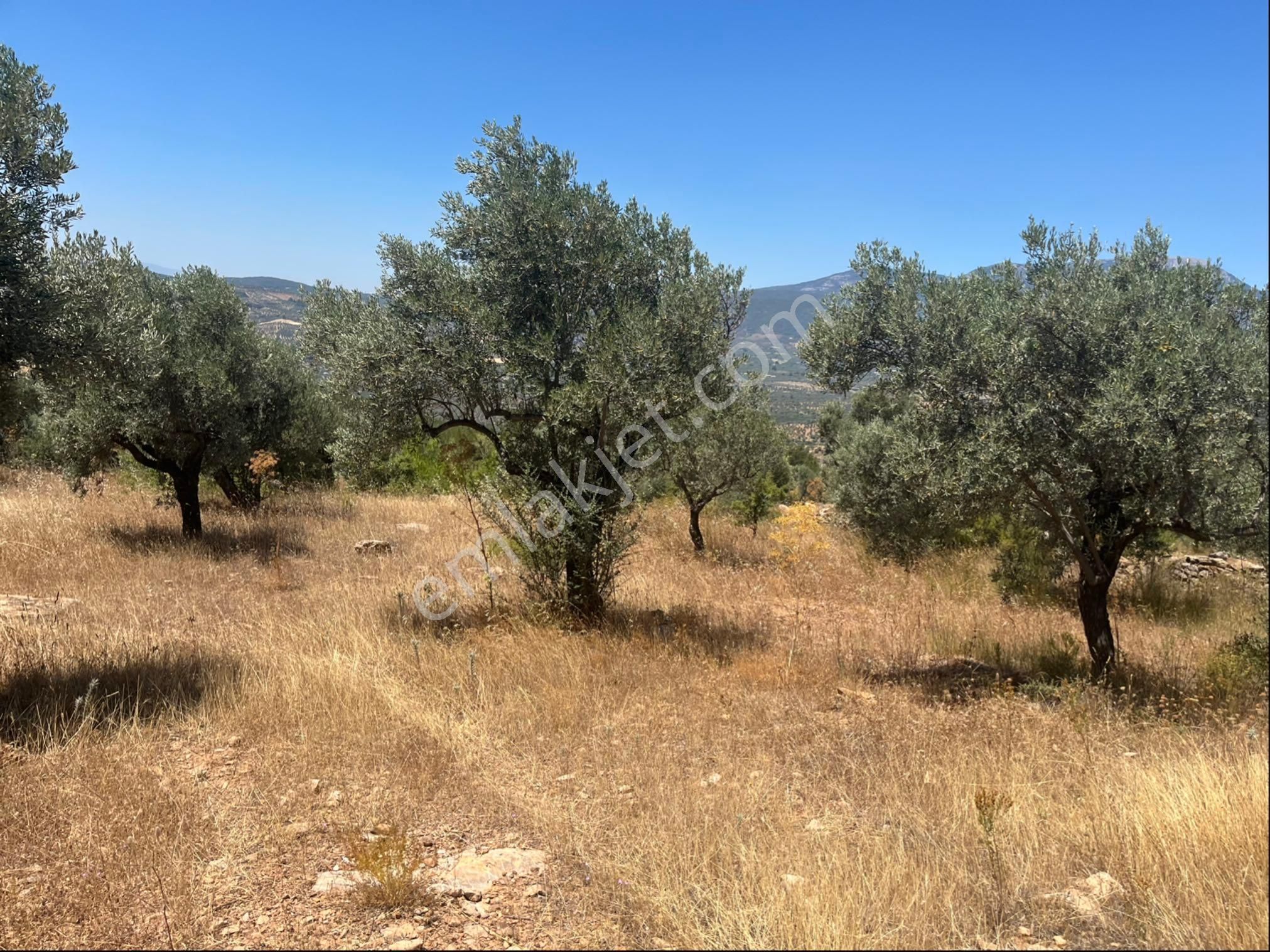 Torbalı Dirmil Mah 4902m2 Müstakil Parsel Satılık Zeytinlik - Görsel 14