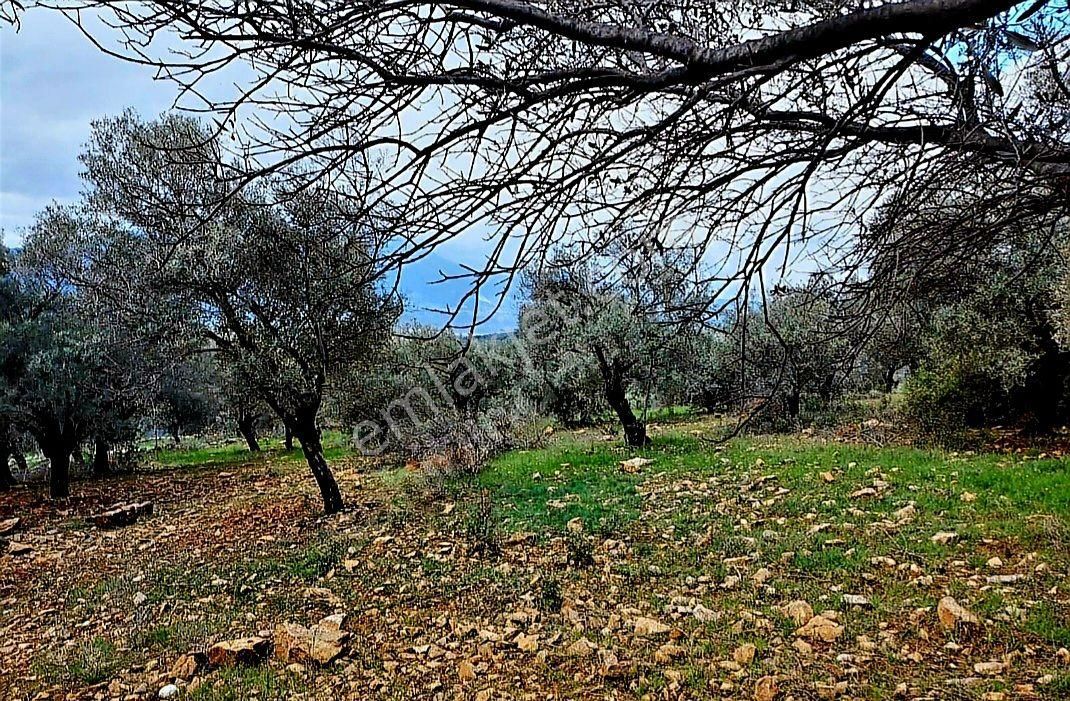 Torbalı Dirmil Mah 4902m2 Müstakil Parsel Satılık Zeytinlik - Görsel 9