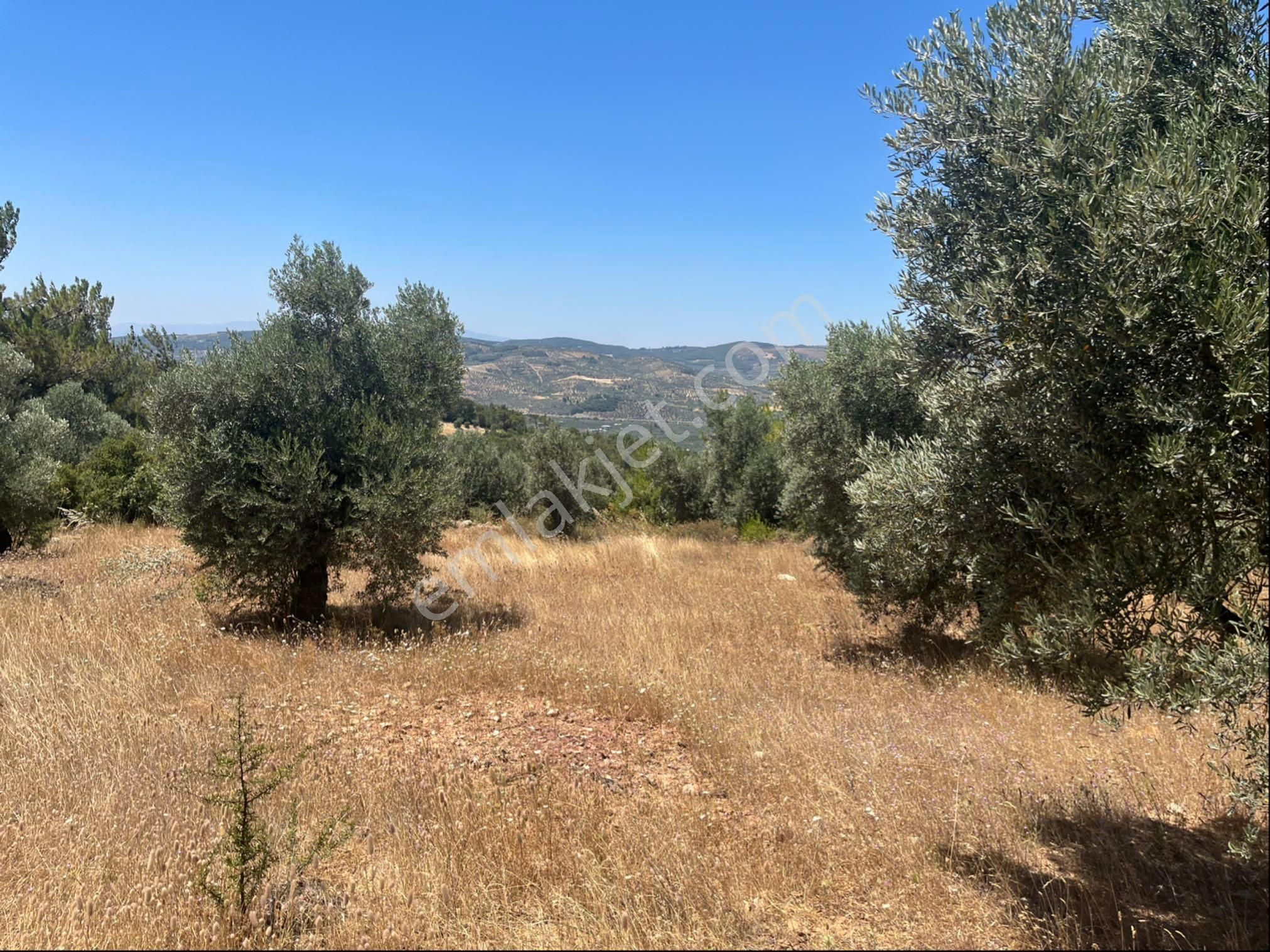 Torbalı Dirmil Mah 4902m2 Müstakil Parsel Satılık Zeytinlik - Görsel 18