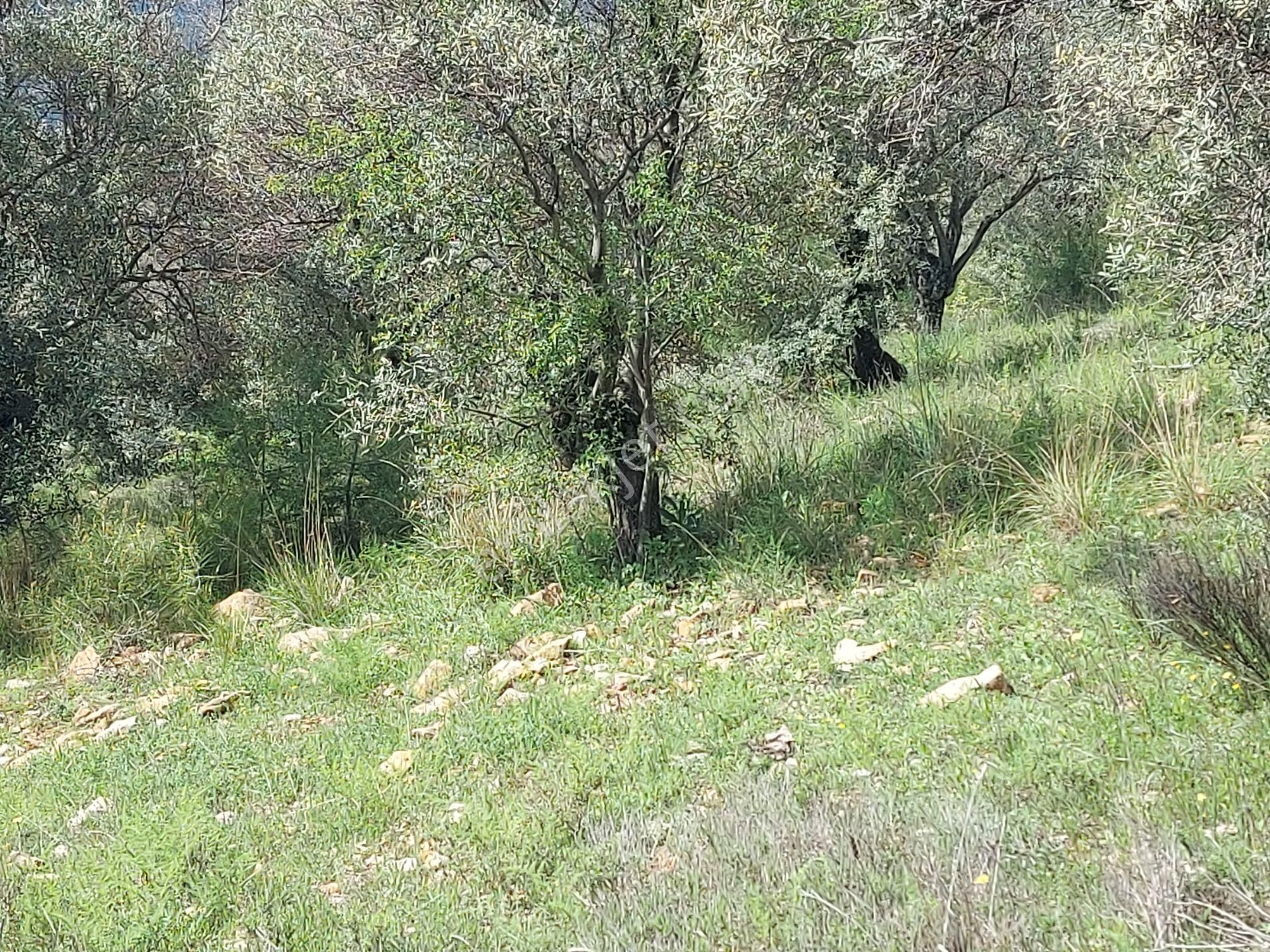 Torbalı Dirmil Mah 4902m2 Müstakil Parsel Satılık Zeytinlik - Görsel 2