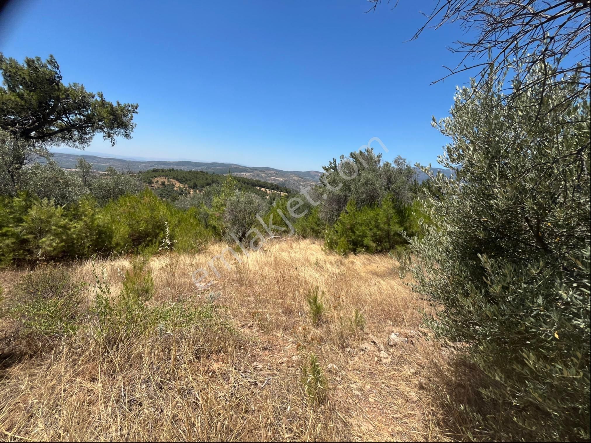 Torbalı Dirmil Mah 4902m2 Müstakil Parsel Satılık Zeytinlik - Görsel 23