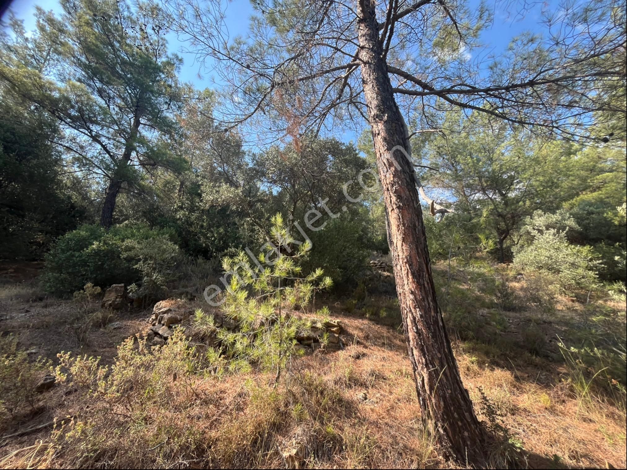 Torbalı Dirmil Mah 4902m2 Müstakil Parsel Satılık Zeytinlik