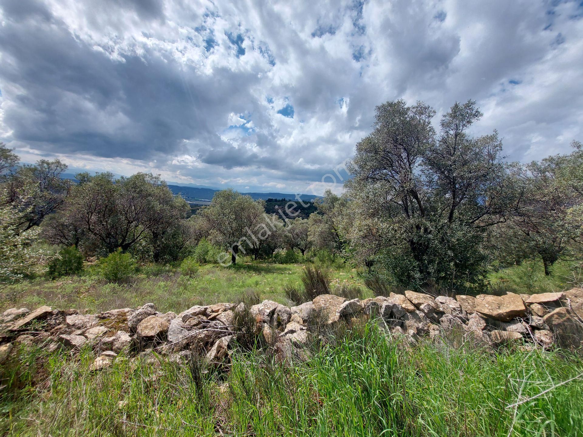 Torbalı Dirmil Mah 4902m2 Müstakil Parsel Satılık Zeytinlik - Görsel 5