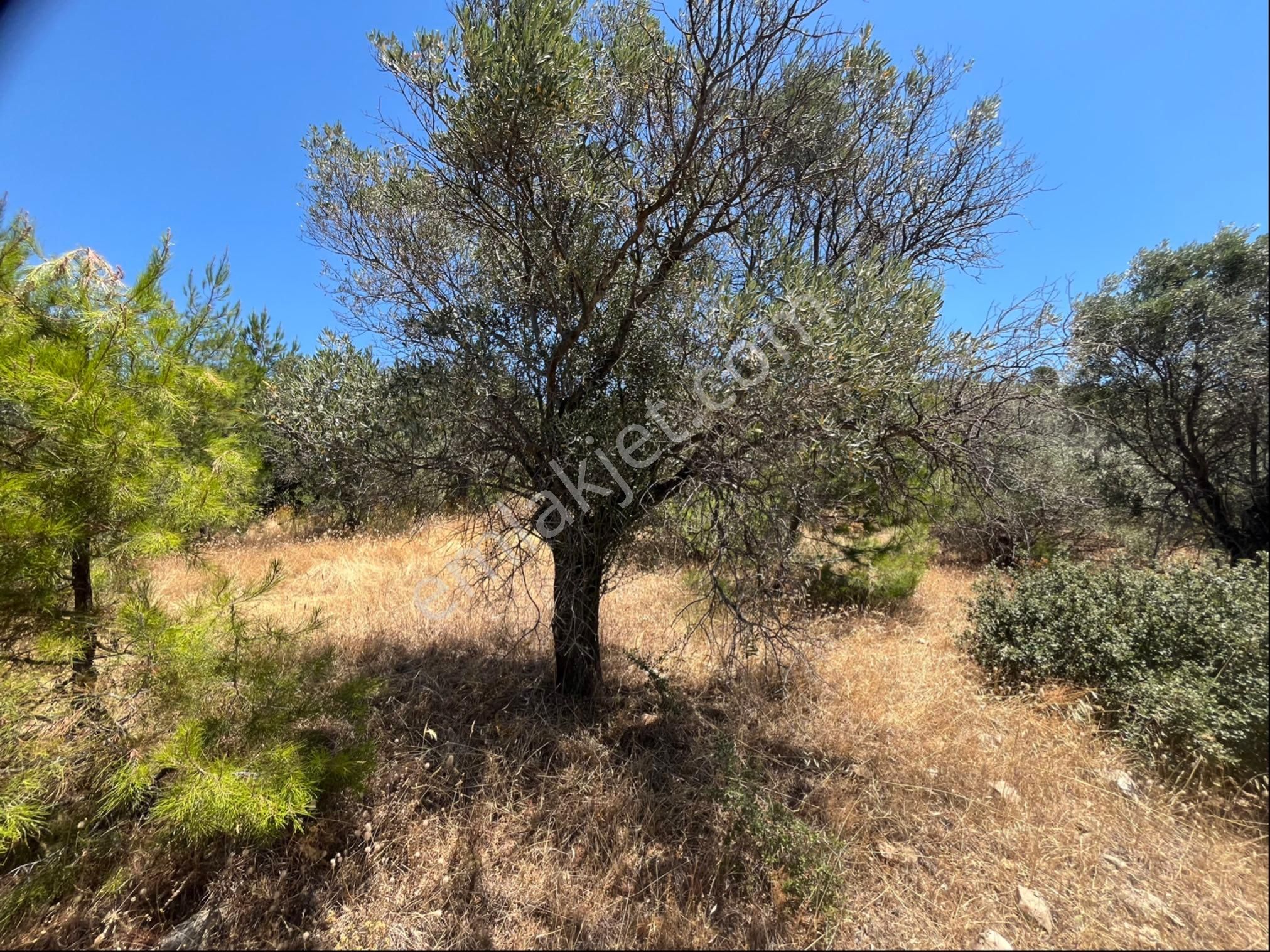 Torbalı Dirmil Mah 4902m2 Müstakil Parsel Satılık Zeytinlik - Görsel 24