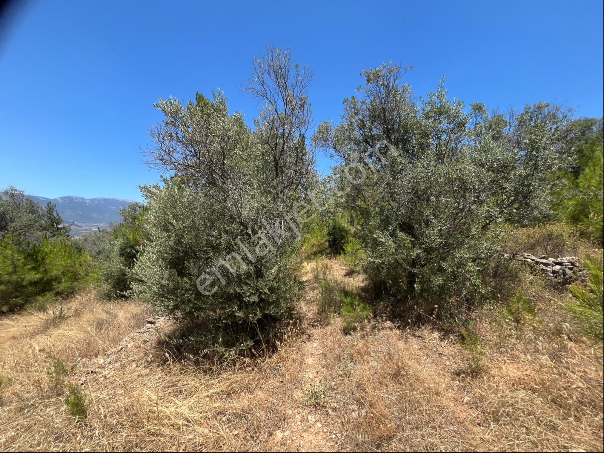 Torbalı Dirmil Mah 4902m2 Müstakil Parsel Satılık Zeytinlik - Görsel 22