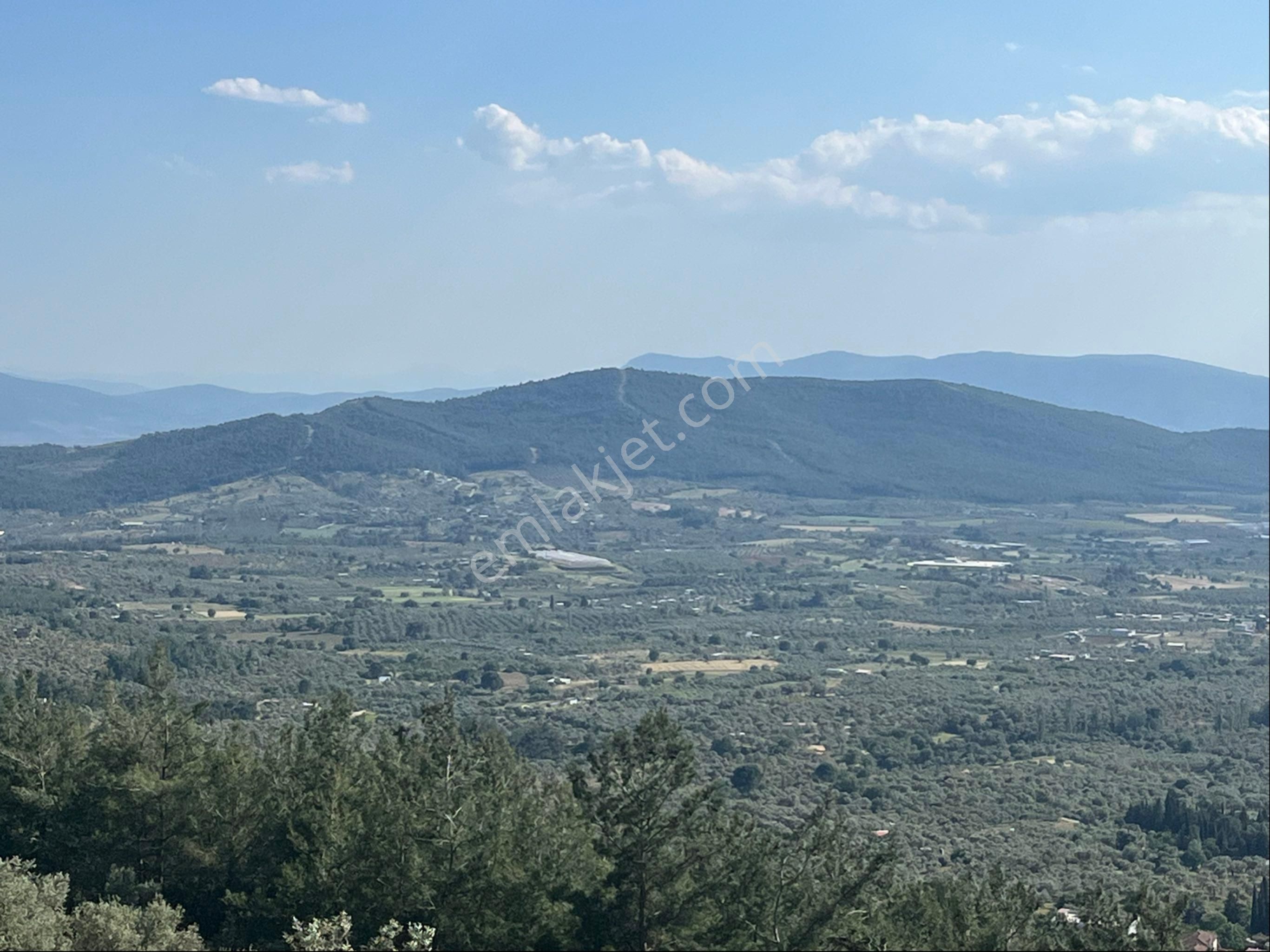 Torbalı Dirmil Mah 2080m2 Ata Mirasından Bölünme Zeytinlik - Görsel 11