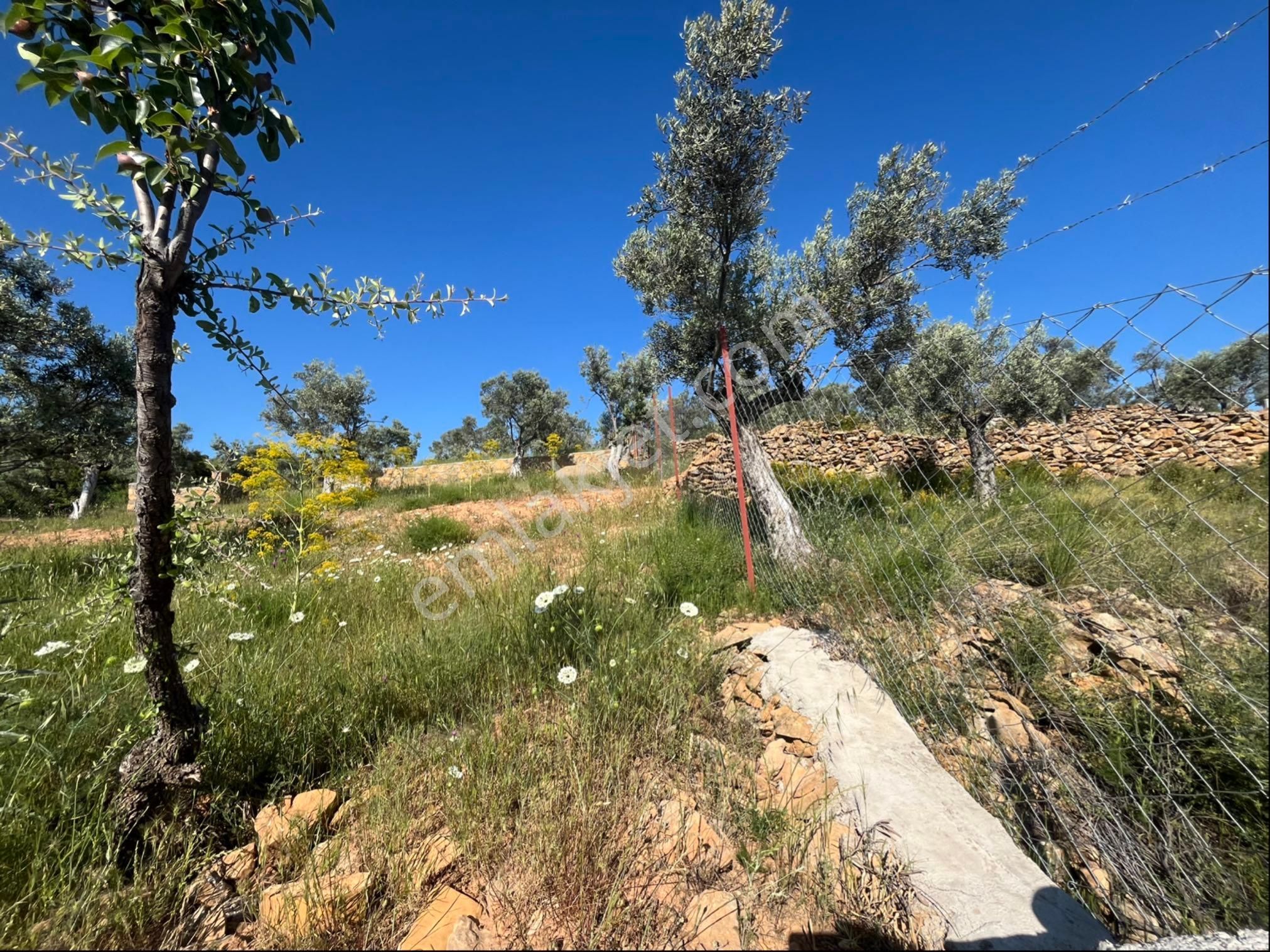 Torbalı Dirmil Mah 2080m2 Ata Mirasından Bölünme Zeytinlik - Görsel 8