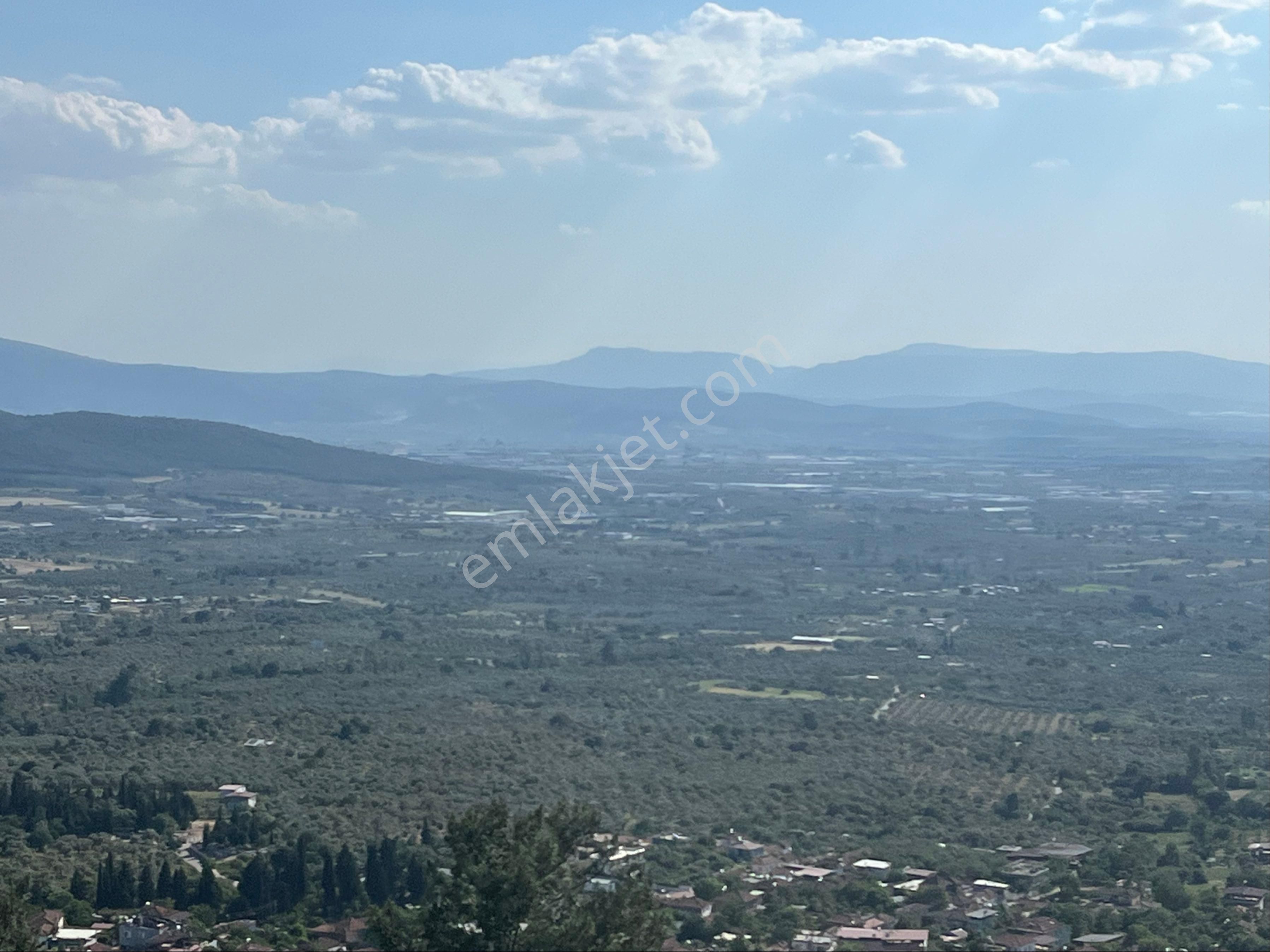 Torbalı Dirmil Mah 2080m2 Ata Mirasından Bölünme Zeytinlik