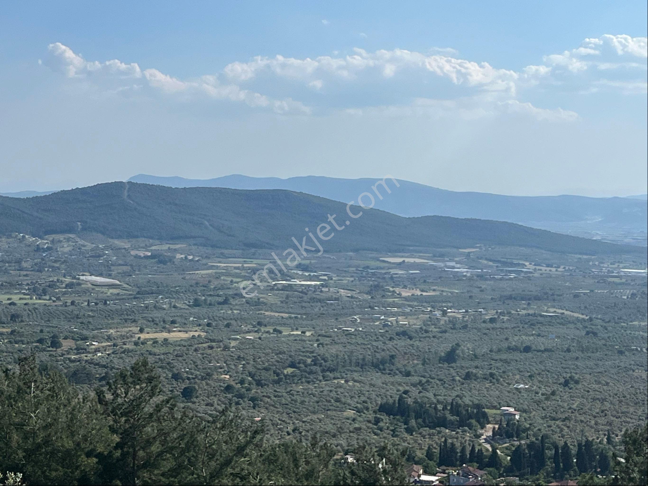 Torbalı Dirmil Mah 2080m2 Ata Mirasından Bölünme Zeytinlik - Görsel 15