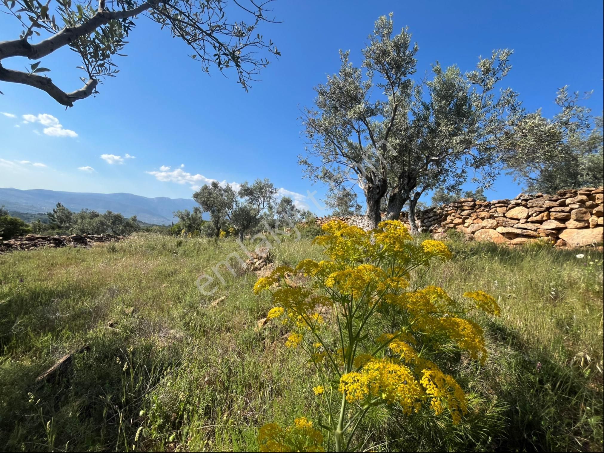 Torbalı Dirmil Mah 2080m2 Ata Mirasından Bölünme Zeytinlik - Görsel 17