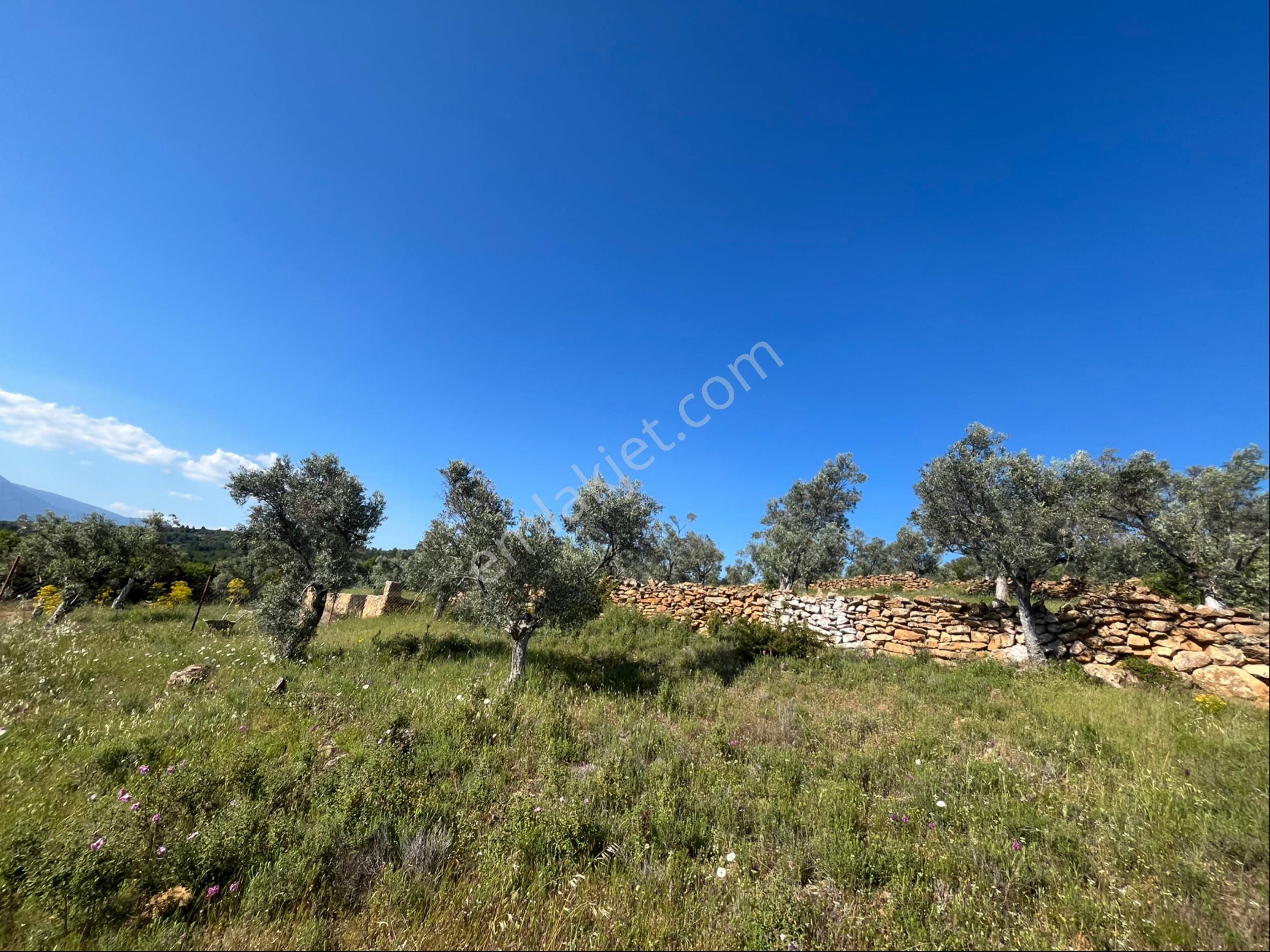 Torbalı Dirmil Mah 2080m2 Ata Mirasından Bölünme Zeytinlik - Görsel 13