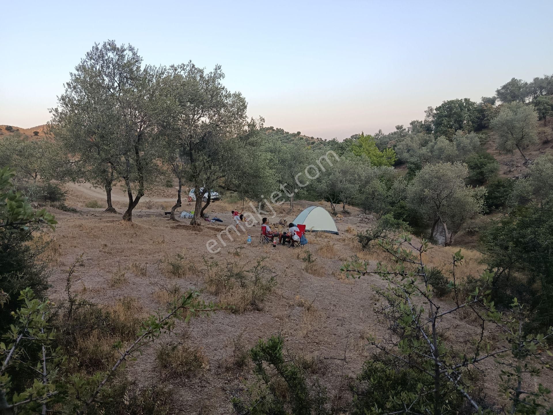 Dikili Kıratlı