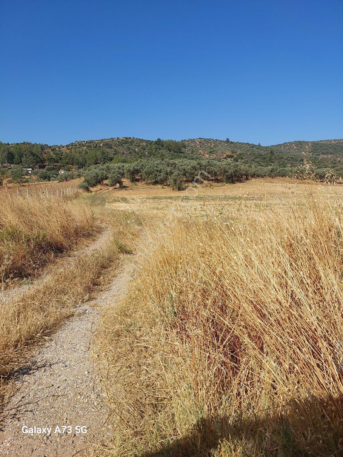Bodrum Mumcularda Satılık Tarla
