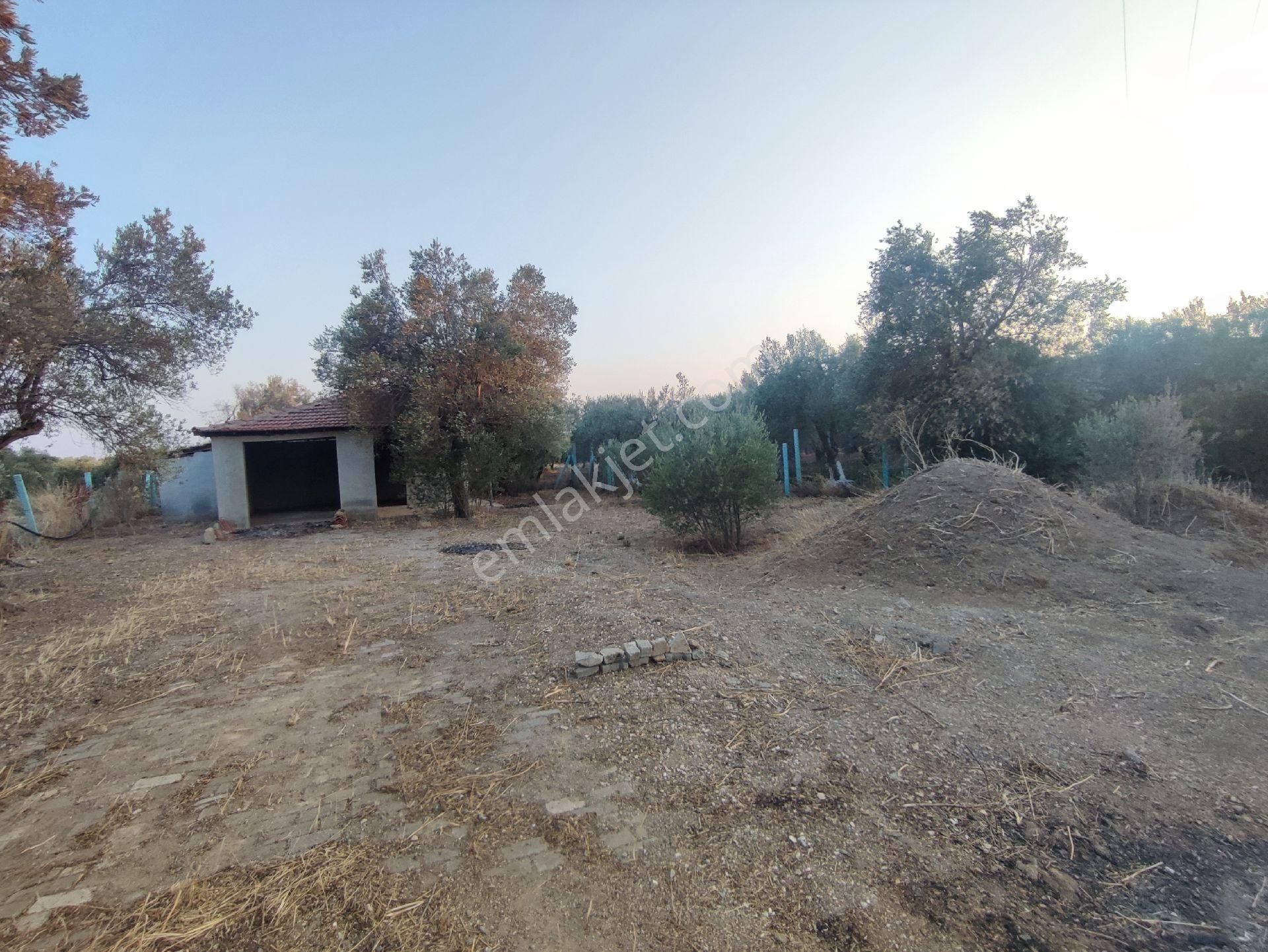 Utku Gayrimenkulden Akhisar Efendi Mah Satılık Zeytinlik Hobi Bahcesi - Görsel 26